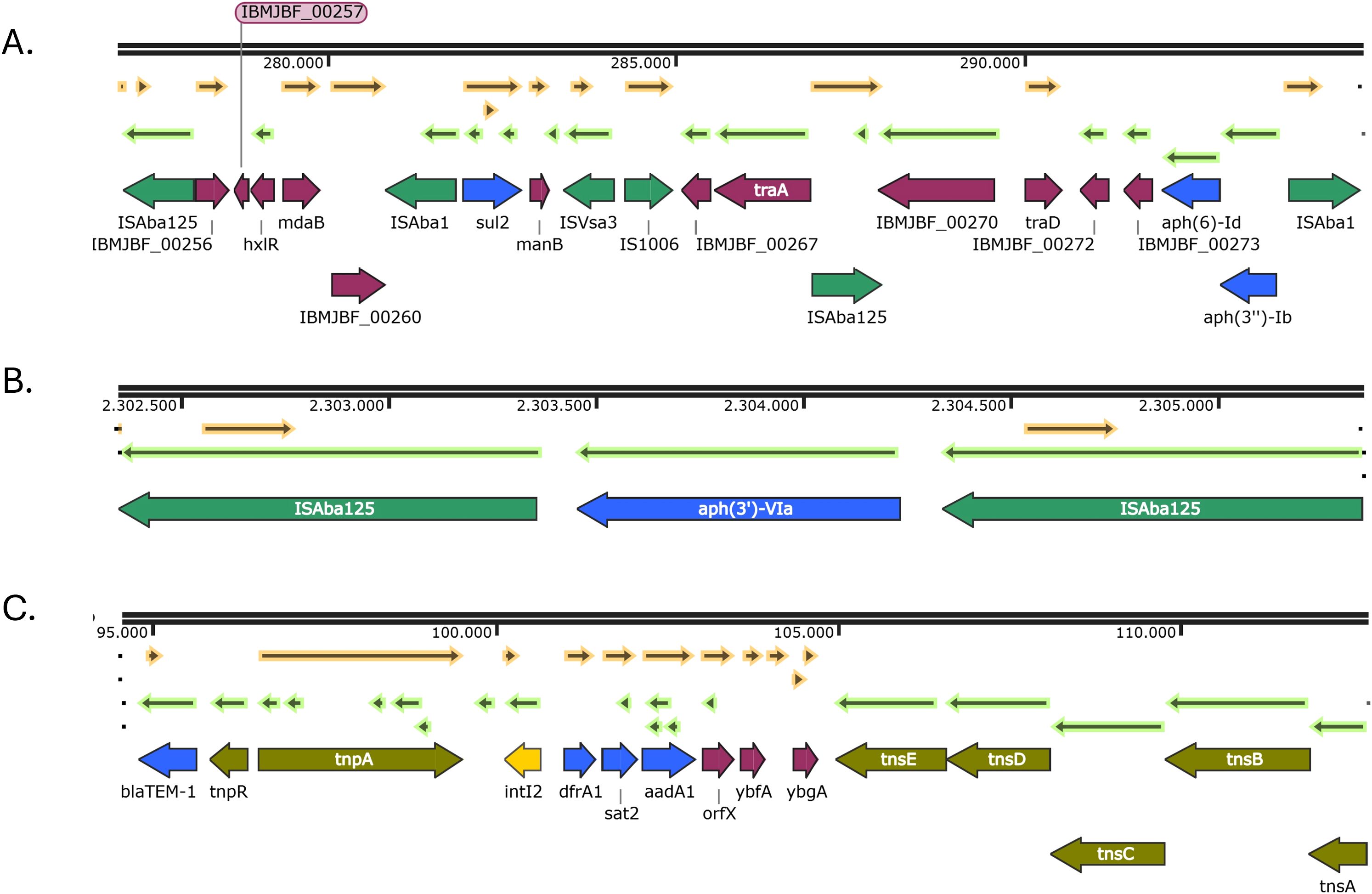 Diagram with three panels, A, B, and C, depicting gene clusters with various colored arrows indicating gene locations and orientations. Panel A includes genes such as ISaba125 and traA; panel B highlights ISAba125 and aph(3'')-VIa; panel C features genes like tnpA and tnsE, along with coordinates marking specific positions.