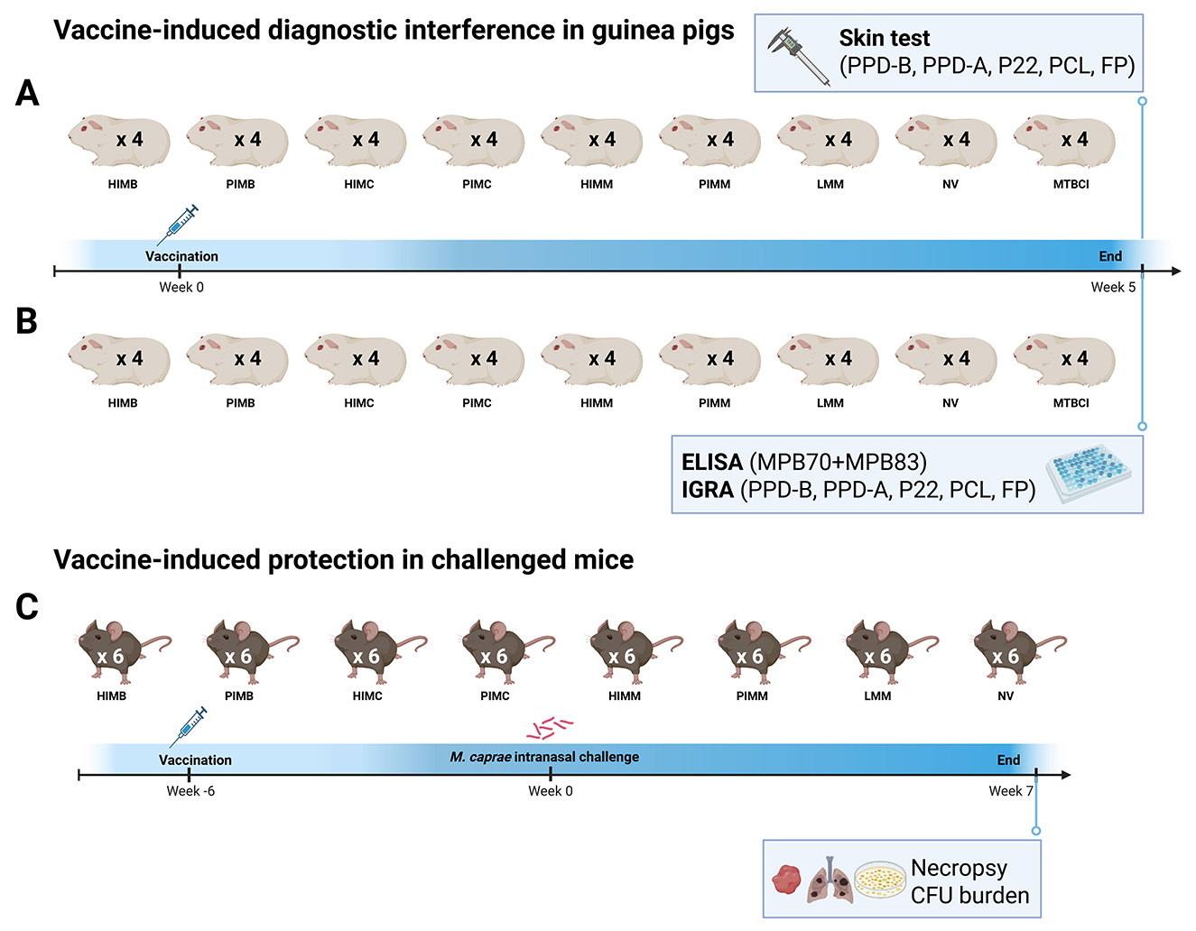 Diagram depicting vaccine-induced diagnostic interference and protection studies. In sections A and B, guinea pigs are divided into groups for skin tests and ELISA/IGRA tests. Section C shows mice grouped for vaccination, then an intranasal challenge with M. caprae, followed by necropsy to assess CFU burden. Each group is labeled with different identifiers such as HIMB, PIMB, etc., with timelines indicating vaccination and testing periods.