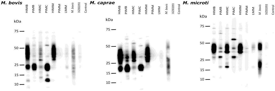 Western blot image showing protein bands of various sizes in kilodaltons (kDa) for different samples. Lanes are labeled HMB, PIMB, HMC, PIMC, HIMM, PIMM, LMM, *M. bovis*, 16Z02903, and Control. Darker bands around 25 kDa indicate protein presence in HIMB, PIMB, PIMC, and other lanes. Western blot image showing protein bands for M. caprae, with molecular weight markers at 10, 15, 25, 50, and 75 kDa. Lanes are labeled HMB, PIMB, HMC, PIMC, HIMM, PIMM, LMM, M. bovis, 16202093, and Control. Different intensity levels are visible.