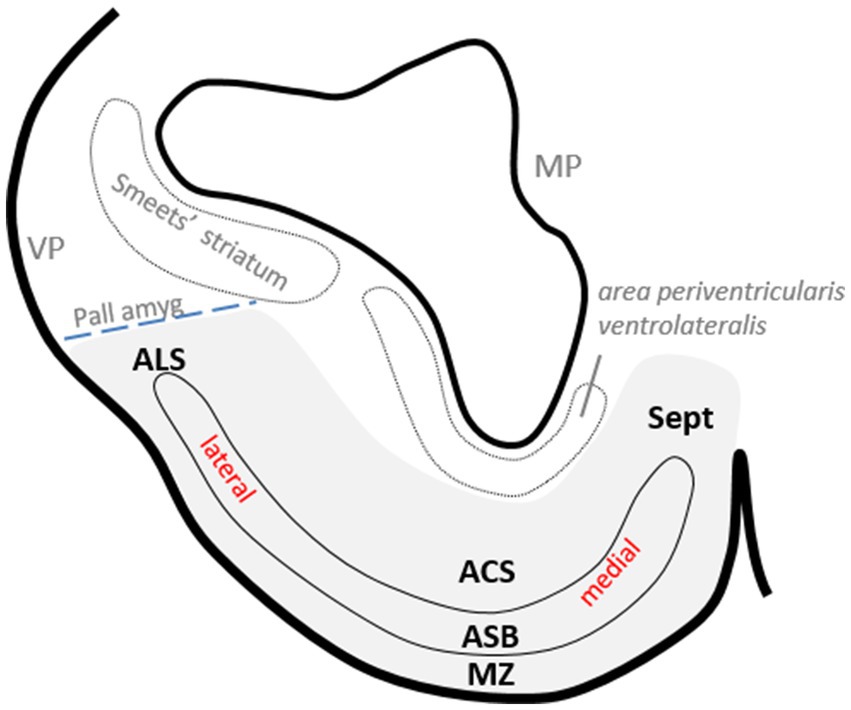 Diagram of brain regions, labeled with terms: Smeets' striatum, Pall amyg, ALS, ACS, ASB, MZ, MP, and Sept. Annotations include VP and area periventricularis ventrolateralis. Lateral and medial are marked in red.