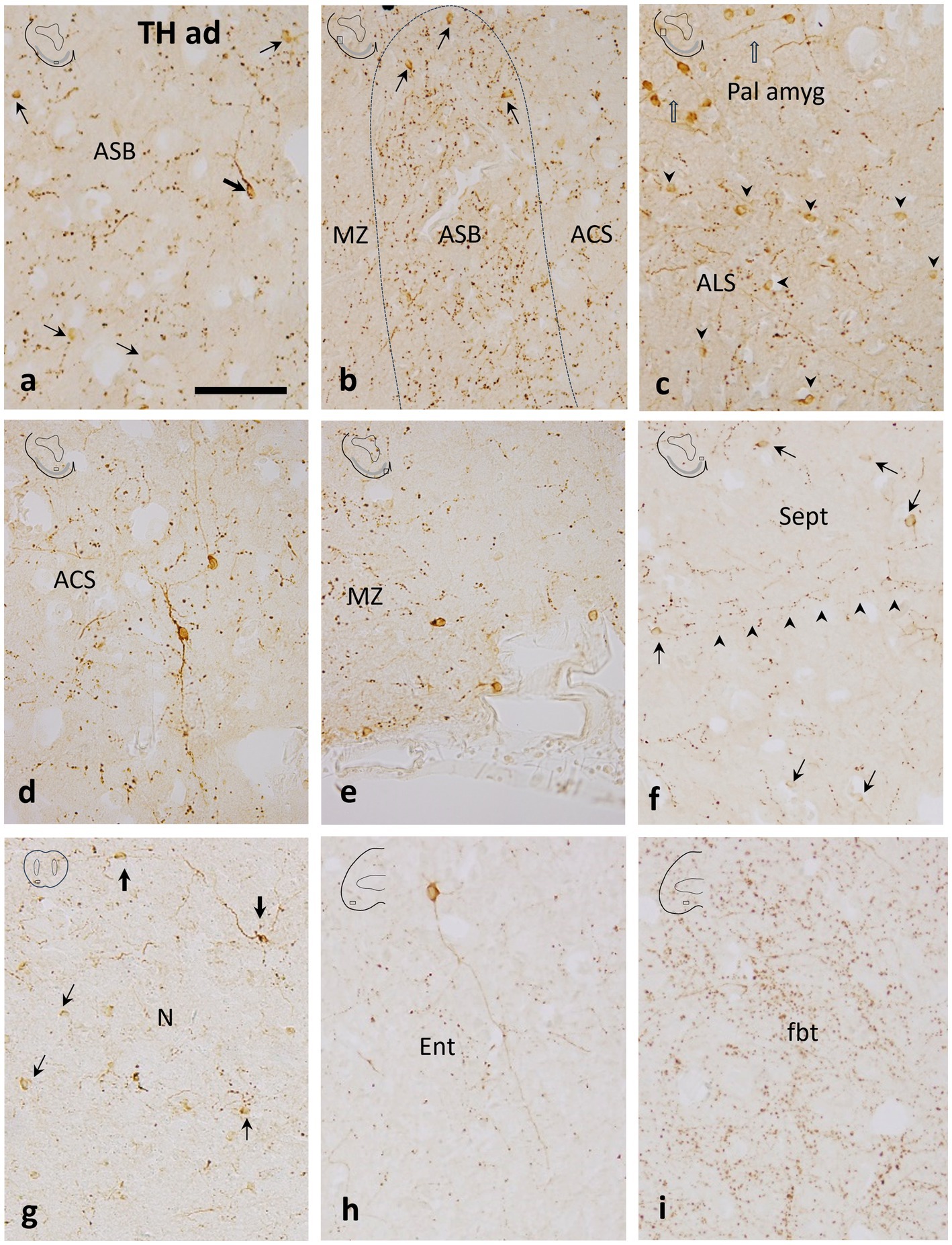 Nine-panel image showing different microscopic sections labeled with annotations like