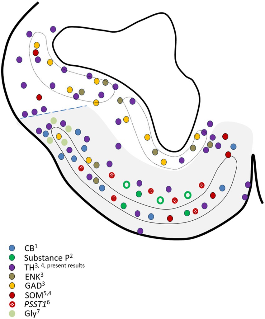Diagram showing distribution of various markers represented by colored circles within a curved structure. Legend indicates markers: CB (blue), Substance P (green), TH (purple), ENK (yellow), GAD (gray), SOM (red), PSST (red with dots), Gly (light green). Lines delineate regions.