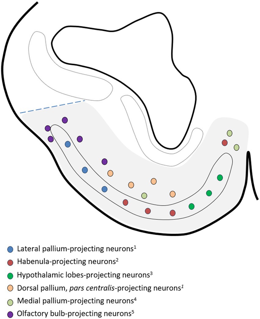 Diagram illustrating neuron projections to various regions of the brain. Colored dots represent distinct neuron types: purple for habenula-projecting, blue for lateral pallium, green for hypothalamic lobes, orange for dorsal pallium, pink for medial pallium, and red for olfactory bulb-projecting neurons. Each type is labeled with annotations.