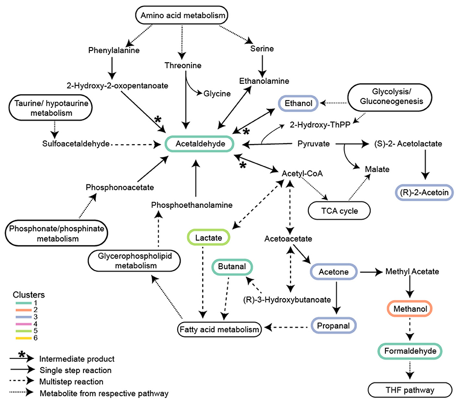Metabolic pathways diagram centered on acetaldehyde, showing connections with various metabolites and pathways like amino acid metabolism, glycolysis, and the TCA cycle. VOCs in Clusters are color-coded and pathways are denoted with different line styles indicating intermediate products, single-step and multistep reactions.