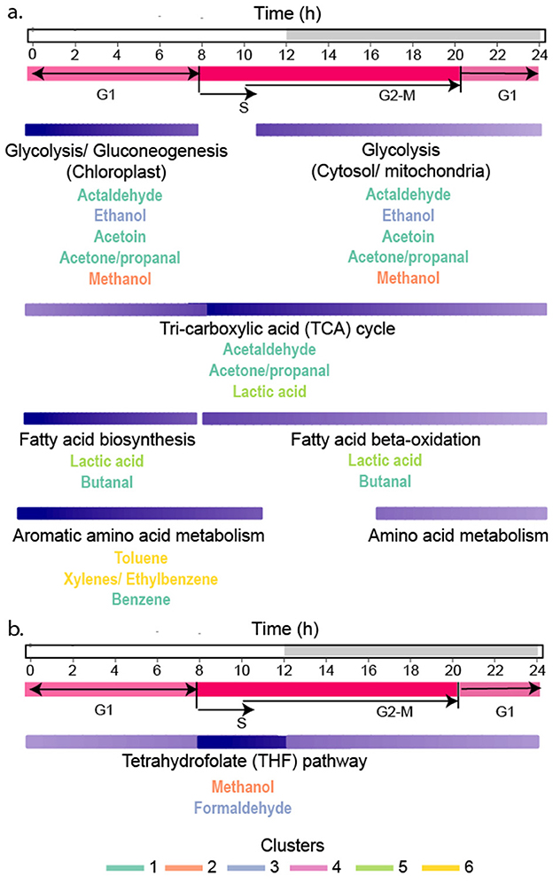 Timeline diagrams depicting cellular metabolic pathways over a 24-hour period divided into G1, S, and G2-M phases. Pathways include chloroplast glycolysis, cytosol/mitochondria glycolysis, TCA cycle, fatty acid metabolism, and tetrahydrofolate pathway. Various metabolites like acetaldehyde, ethanol, methanol, and others are indicated under each pathway, categorized by different clusters shown in specific colors.