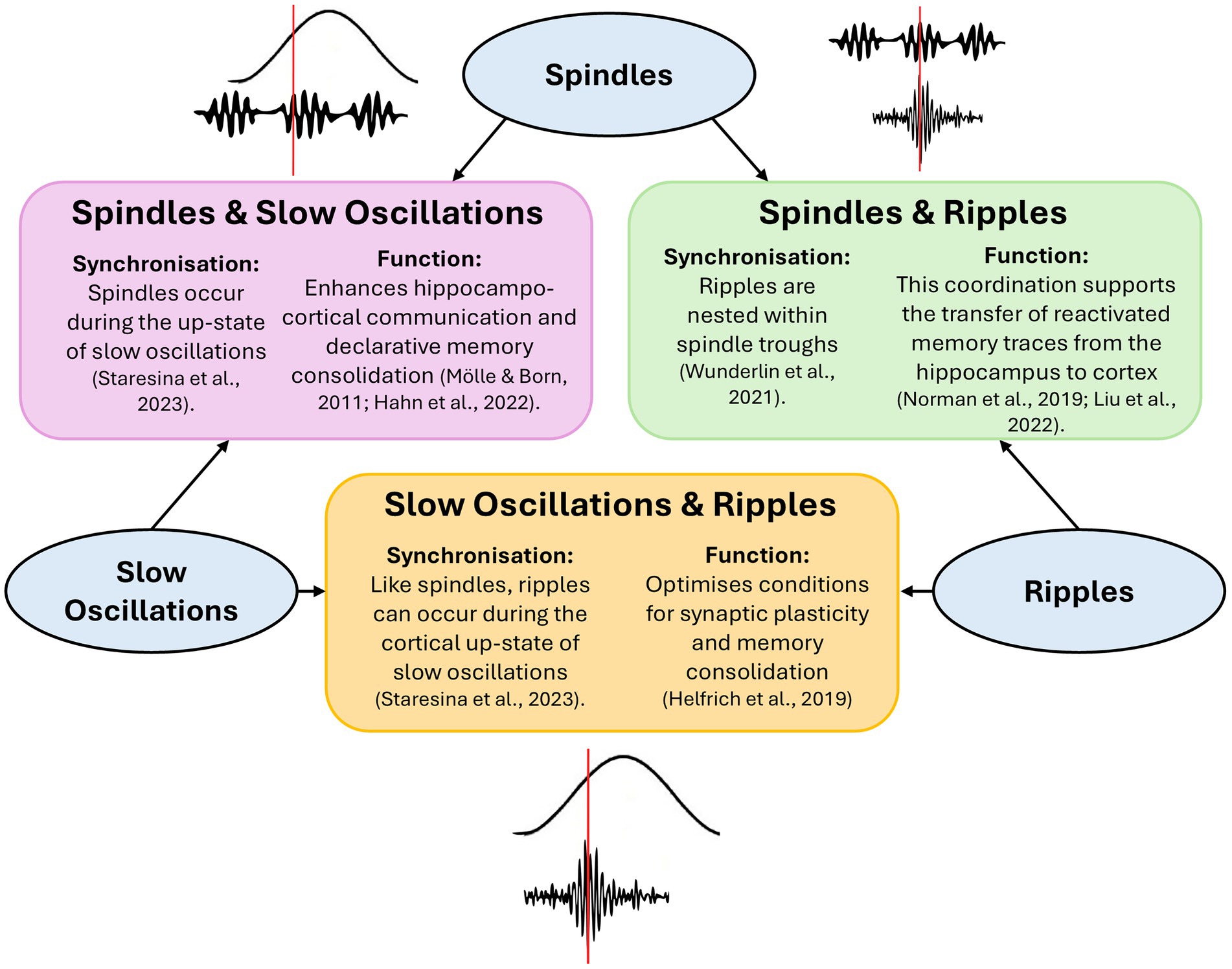 Diagram illustrating relationships between spindles, slow oscillations, and ripples, highlighting their synchronization and functions. Spindles and slow oscillations enhance communication and memory. Spindles and ripples facilitate memory trace transfer. Slow oscillations and ripples optimize synaptic plasticity. Each relationship is supported by citations.