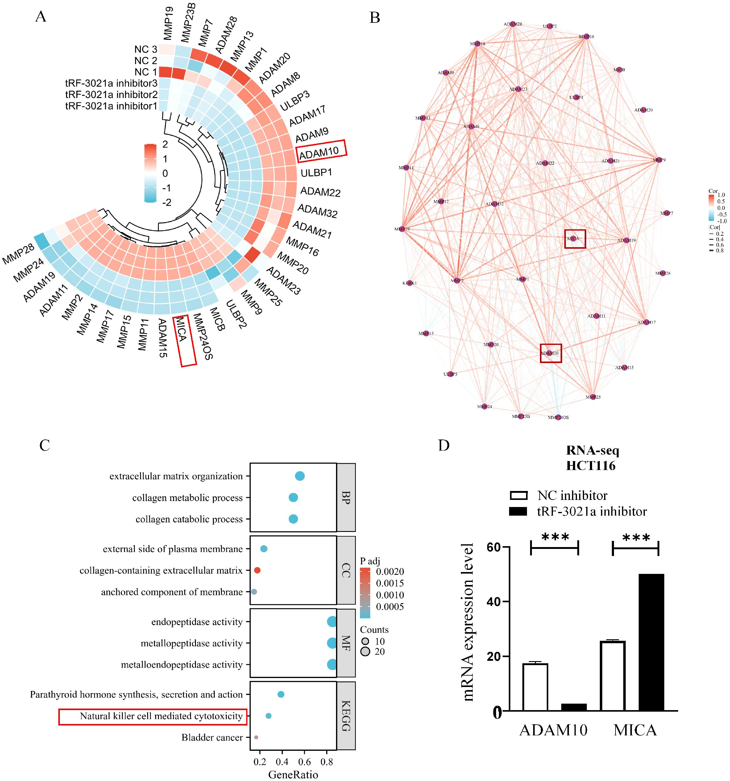 A multi-panel scientific figure displays various analyses related to gene expression and interactions. Panel A presents a heatmap with hierarchical clustering showing differential expression of genes like ADAM10 and MMP24OS, highlighted in red. Panel B features a network diagram illustrating gene interactions, with two highlighted clusters. Panel C shows a dot plot depicting gene ontology analysis for biological processes, cellular components, and molecular functions, with significant pathways like natural killer cell mediated cytotoxicity highlighted. Panel D is a bar chart comparing mRNA expression levels of ADAM10 and MICA between NC and tRF-3021a inhibitors, indicating significant differences.