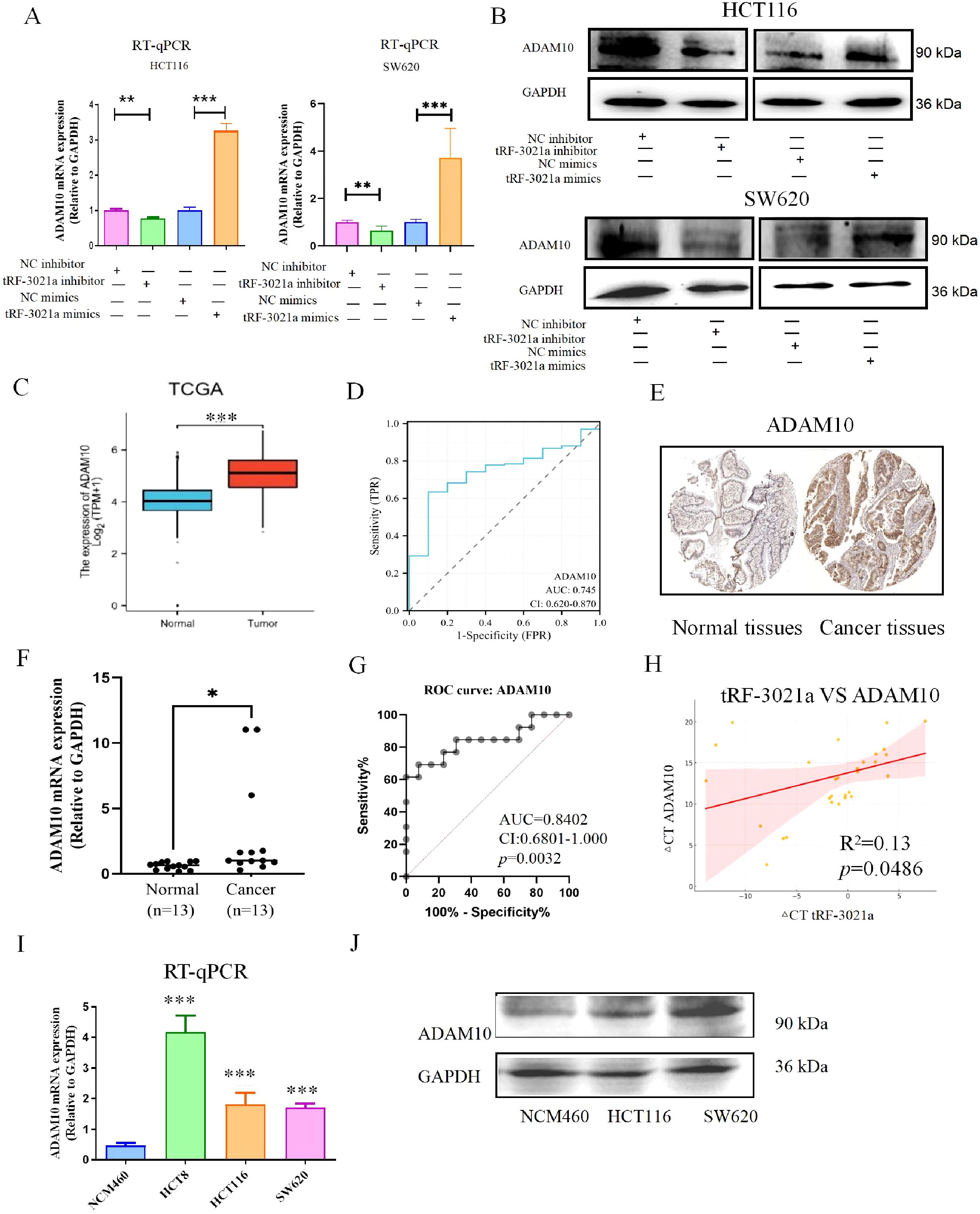Research composite image showing multiple analyses of ADAM10 expression in normal and cancer tissues. A: Bar graphs of RT-qPCR results showing ADAM10 expression in HCT116 and SW620 cells with various inhibitors and mimics, indicating significant changes. B: Western blot images displaying the protein levels of ADAM10 and GAPDH in treated cell lines. C: Box plot from TCGA data comparing ADAM10 expression in normal and tumor tissues, showing significant differences. D: ROC curve for ADAM10 with AUC value of 0.745, assessing diagnostic performance. E: Tissue microarray images displaying ADAM10 expression in normal and cancer tissues. F: Scatter plot of RT-qPCR results for ADAM10 in normal and cancer tissues. G: ROC curve indicating sensitivity and specificity of ADAM10 expression with AUC of 0.8402. H: Scatter plot showing correlation between tRF-3021a and ADAM10 expression. I: Bar graph of ADAM10 expression across different cell lines, presented as RT-qPCR data. J: Western blot images showing ADAM10 and GAPDH levels in NCM460, HCT116, and SW620 cells.