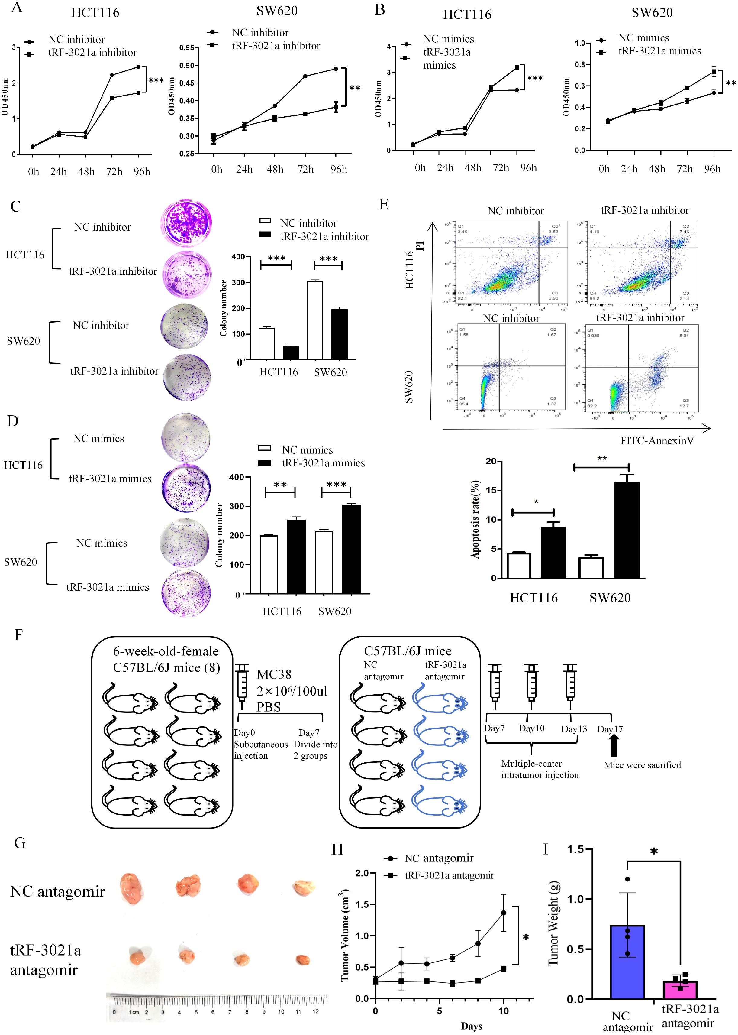 Graphs and experiments showing the effects of tRF-3021a on cancer cells. Panels A and B depict growth curves for HCT116 and SW620 cells with tRF-3021a inhibitors and mimics. Panel C shows colony assays of these cells, and D presents further colony results comparing NC mimics and tRF-3021a mimics. Panel E includes apoptosis assays with flow cytometry plots and a bar graph comparing apoptosis rates. Panel F illustrates an experiment design involving mice injected with MC38 cells, receiving NC and tRF-3021a antagomirs. Panel G shows tumor samples, panel H displays tumor volume growth curves, and panel I presents tumor weight comparison.