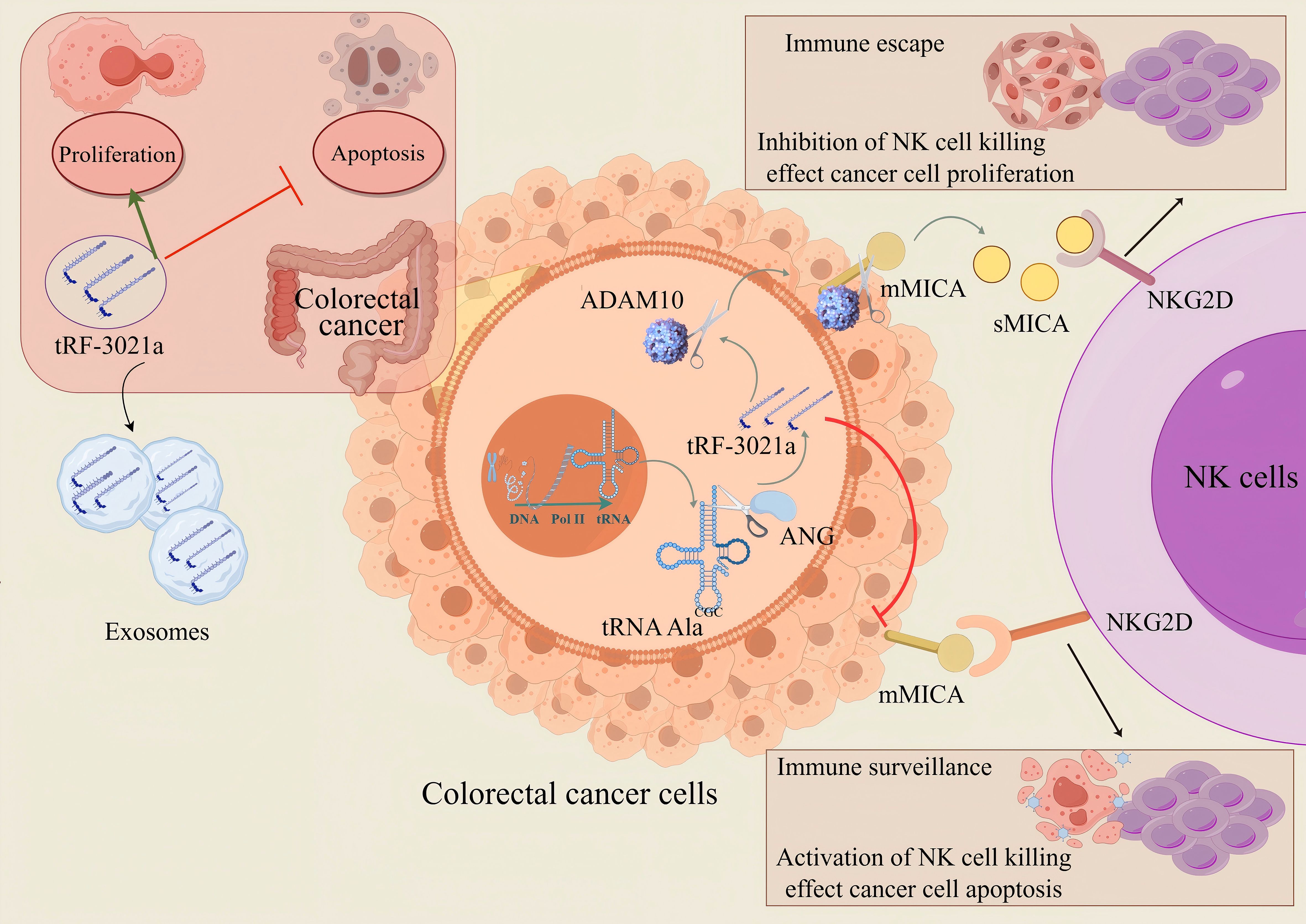 Diagram illustrating the role of tRF-3021a in colorectal cancer. It shows the inhibition of cell apoptosis and promotion of cell proliferation. Exosomes transfer tRF-3021a from colorectal cancer cells, aiding immune escape by inhibiting NK cell destruction. ADAM10 and MICA interactions affect NK cell activity, influencing cancer progression and immune response.