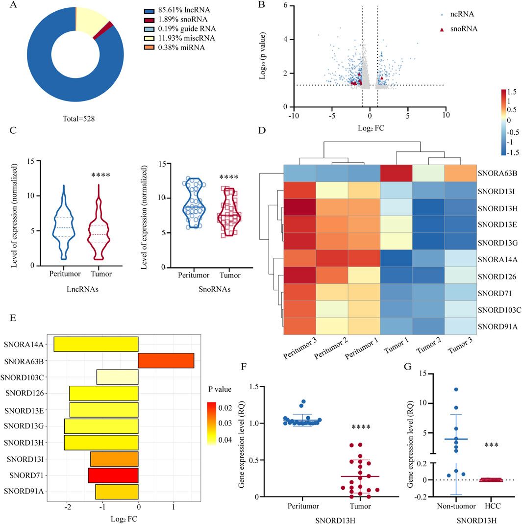 A multi-panel graphic depicting RNA expression data: Panel A shows a donut chart of RNA types, with large portions representing lncRNA (85.61%), followed by miscRNA, snoRNA, guide RNA, and miRNA. Panel B is a scatter plot displaying log fold change against log p-value for ncRNA and snoRNA. Panel C contains two violin plots comparing LncRNAs and SnoRNAs expression in peritumor versus tumor samples, showing significant differences. Panel D is a heatmap of gene expression across samples, color-coded from blue to red. Panel E is a bar graph showing log fold change of several genes, color-coded by p-value. Panels F and G show scatter plots of gene expression levels (RQ) for SNORD13H in different conditions, highlighting significant changes.