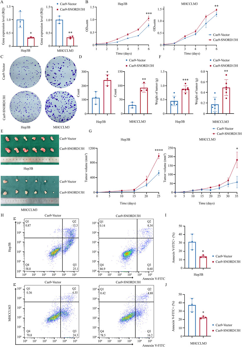 The collage contains multiple panels demonstrating experimental results. Panels A-D and F-J display bar graphs and line charts comparing gene expression levels, cell counts, tumor weights, and tumor volumes between Hep3B and MHCCLM3 cells, using Cas9-Vector and Cas9-SNORD13H. Panel C shows colony formation assays with two circular culture dishes for each cell type. Panel E displays photographs of tumor samples arrayed with a scale for size reference. Panel H shows flow cytometry plots comparing apoptotic cell percentages. Red and blue represent different treatment conditions. Significant differences are indicated with asterisks.