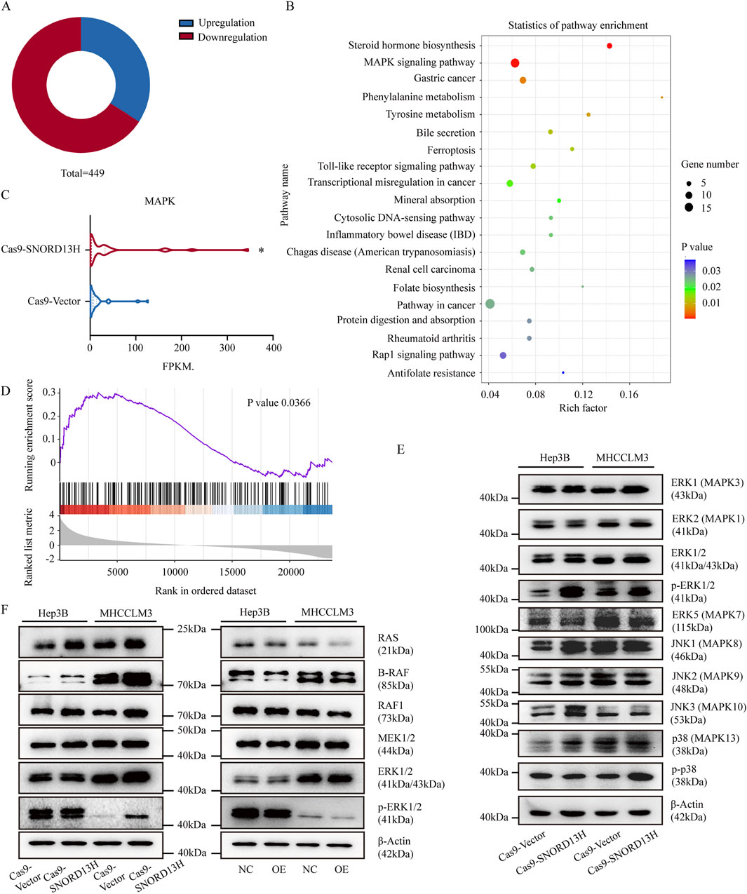 This image consists of multiple panels depicting research data. Panel A shows a donut chart of 449 total genes, with segments in red for downregulation and blue for upregulation. Panel B includes a dot plot for pathway enrichment statistics, showing pathways like MAPK signaling and gastric cancer with varying gene numbers and p-values. Panel C features a line graph comparing FPKM values for Cas9-SNORD13H and Cas9-Vector, with MAPK labeled. Panel D presents a GSEA plot with a p-value of 0.0366. Panels E and F display Western blot images for different proteins across Hep3B and MHCCLM3 cell lines, illustrating variations in protein expression.