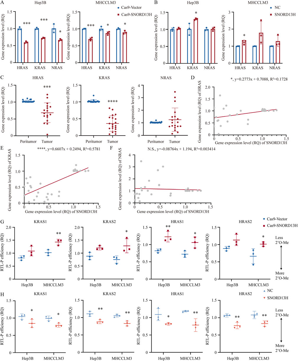 Graphs show gene expression levels and RLT-q efficiency across various conditions. Panels A and B present bar charts comparing HRAS, KRAS, and NRAS expression in Hep3B and MHCCLM3 cell lines with different treatments. Panel C includes dot plots displaying HRAS, KRAS, and NRAS expression in peritumor and tumor samples. Panels D, E, and F show scatter plots with lines of best fit, correlating SNORD13H expression with HRAS, KRAS, and NRAS. Panels G and H feature dot plots assessing RLT-q efficiency for multiple genes under various conditions. Statistical significance is indicated with asterisks.