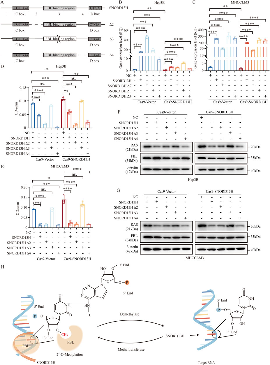 Diagrams and graphs analyze SNORD13H variants' impact on gene expression and protein levels in Hep3B and MHCCLM3 cells. Panels A-G show gene expression, optical density, and Western blot results, highlighting significant differences with asterisks. Panel H illustrates 2'-O-methylation by SNORD13H on target RNA, with components like FBL and methyltransferase.