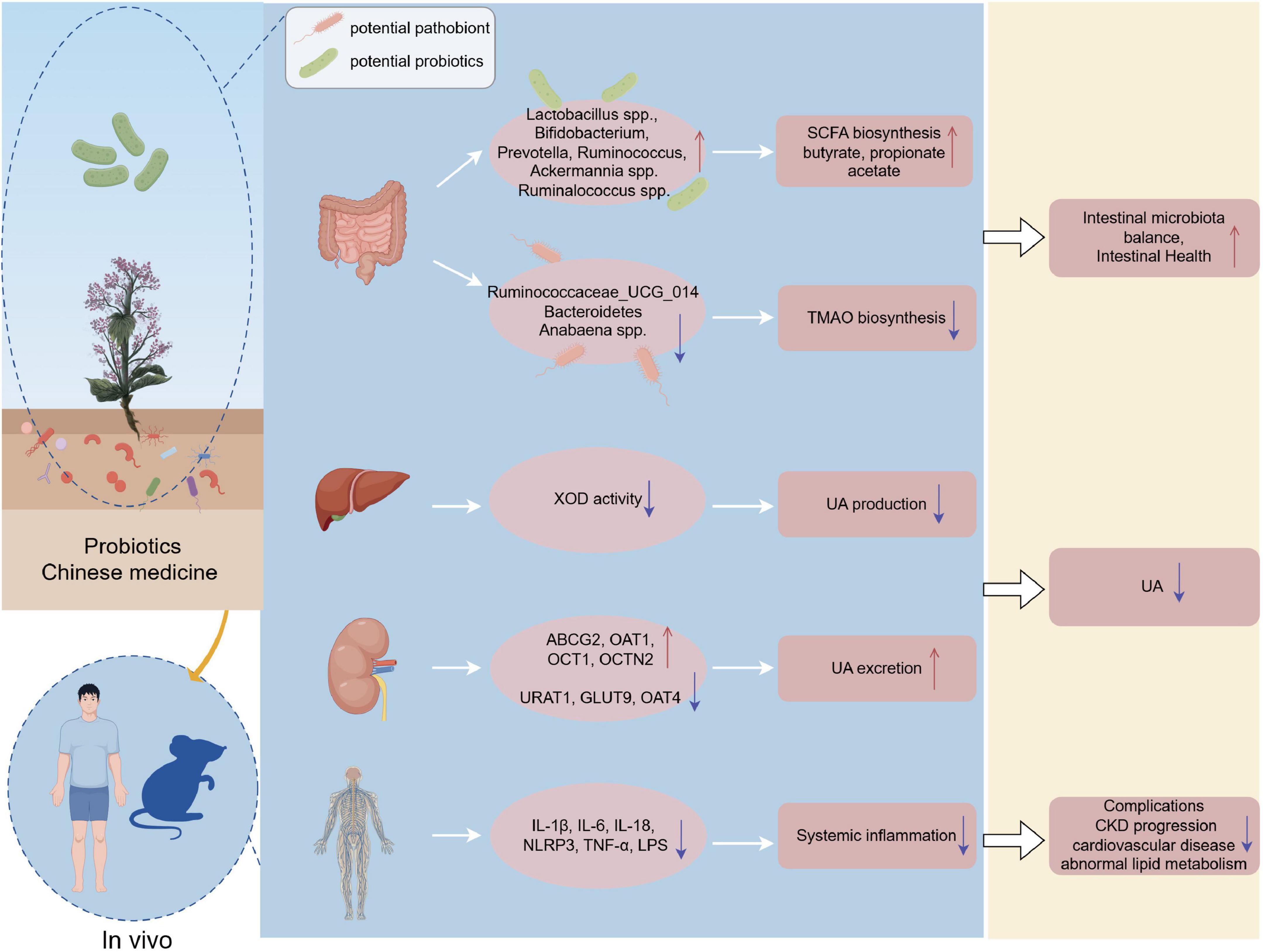 Diagram showing the effects of probiotics and Chinese medicine on hyperuricemia. The left section displays probiotics and Chinese medicine influencing the gut, leading to changes in bacteria like Lactobacillus and Bifidobacterium. This regulations SCFA biosynthesis, TMAO biosynthesis, XOD activity, UA production, UA excretion, and reduces systemic inflammation. The right section links these changes to improved intestinal health, reduced UA levels, and decreased complications in conditions like CKD, cardiovascular disease, and abnormal lipid metabolism. Includes an “in vivo representation with human and mouse figures.