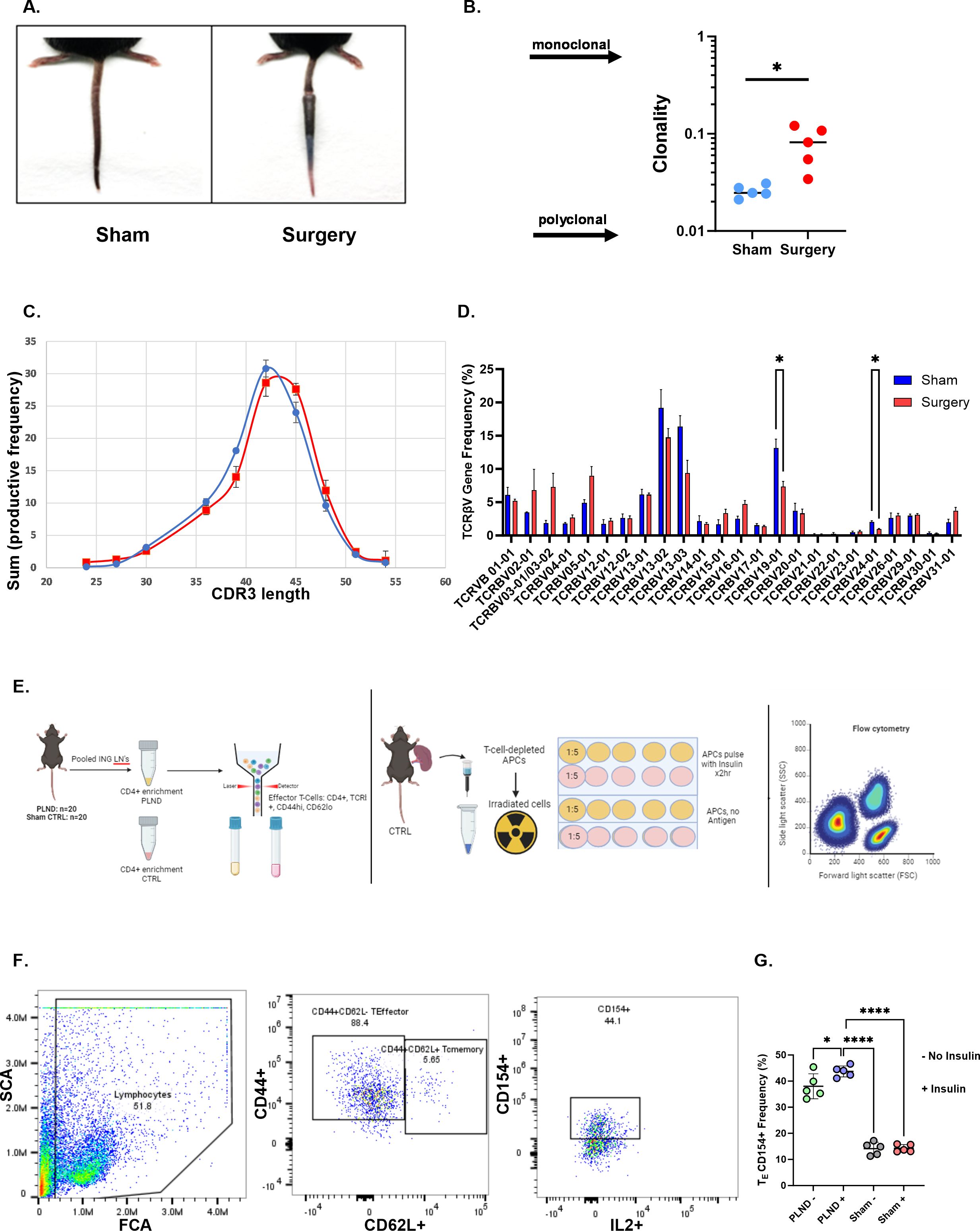 Panel A shows images of two mouse tails labeled “Sham” and “Surgery.” Panel B presents a scatter plot comparing clonality between sham and surgery groups. Panel C graphs CDR3 length against productive frequency. Panel D displays a bar graph of TCR V gene frequency with significant differences indicated. Panel E is a schematic of an experimental setup involving lymph nodes, T cells, and flow cytometry. Panel F contains flow cytometry plots illustrating different cell populations. Panel G features a graph comparing T cell CD154+ frequency with and without insulin, highlighting significant differences.