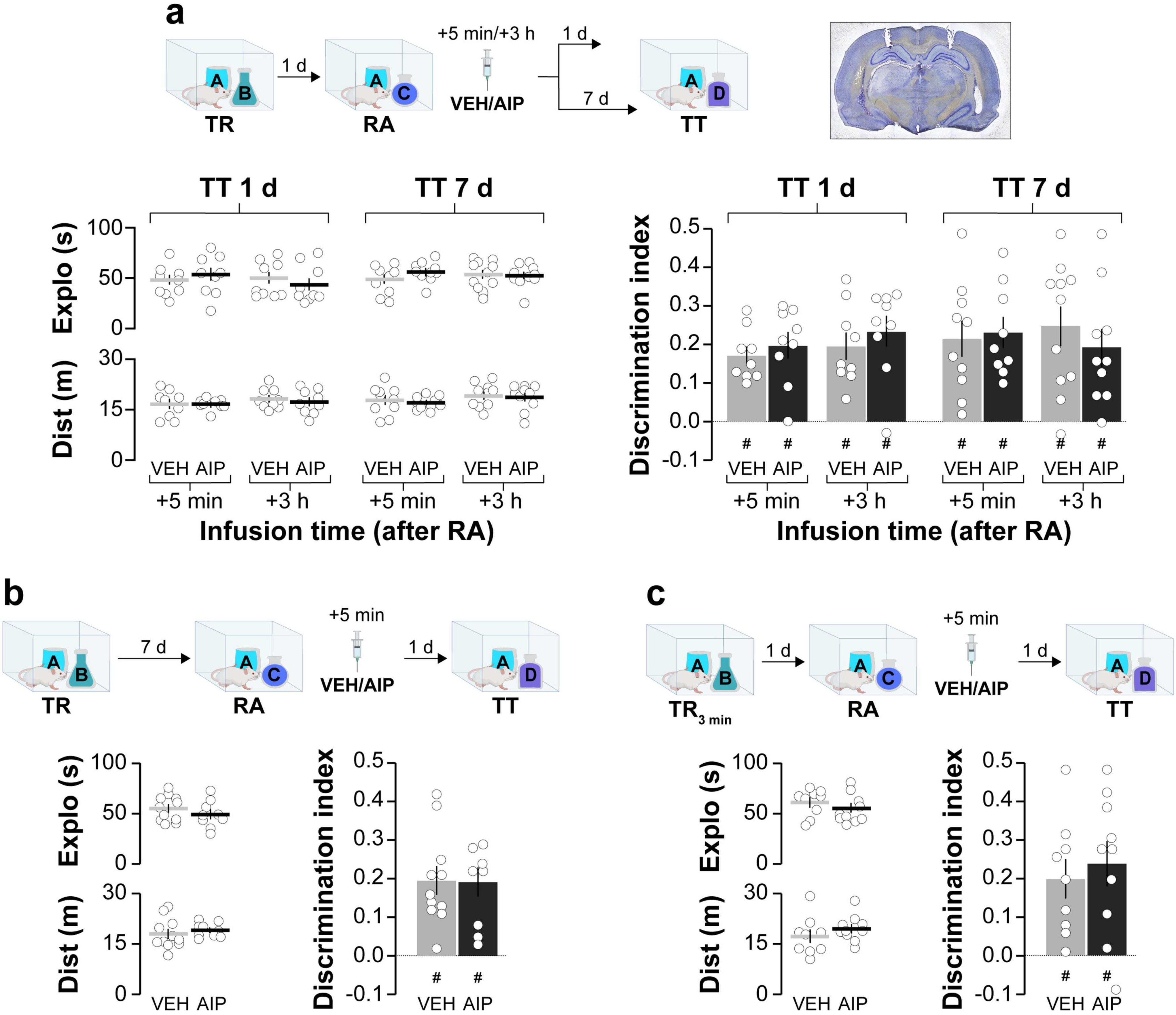 Experimental diagrams and graphs illustrate the effects of VEH and AIP infusions on exploration time, distance, and discrimination index in rats. Panel a shows three experimental timelines with infusion intervals post-replication activity (RA). Panel b depicts a 7-day timeline with outcome graphs showing exploration times and distances. Panel c outlines a 1-day timeline with results. Each graph includes markers for VEH and AIP with significances indicated. A brain image shows anatomical reference.