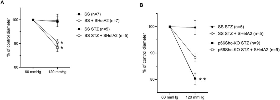 Graphs labeled A and B show the percentage of conrol vessel diameter at 60 and 120 mmHg. Graph A compares SS (n=7), SS + SHetA2 (n=7), SS STZ (n=5), SS STZ + SHetA2 (n=5). Graph B compares SS STZ (n=5), SS STZ + SHetA2 (n=5), p66Shc-KO STZ (n=9), and p66Shc-KO STZ + SHetA2 (n=9). Both graphs display a drop in diameter at 120 mmHg, with statistical significance indicated by asterisks.