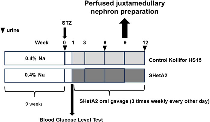Diagram showing the experimental timeline. STZ is administrated to induce hyperglycemia in week zero. Blood glucose levels are tested after 1 week. Two treatment groups control Kolliphor HS15 and SHetA2 both receiving 0.4% Na diet. SHetA2 is additionally given orally three times weekly from weeks one to twelve. Urine is collected at various weeks and pefused juxtamedullary nephron preparation conducted at 9 weeks.