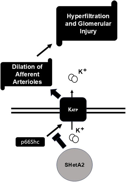 Diagram illustrating a pathway involving K-ATP channels. Potassium ions (K+) move through the channel, influenced by p66Shc and SHetA2. Dilation of afferent arterioles leads to hyperfiltration and glomerular injury. Arrows indicate the direction of the process.