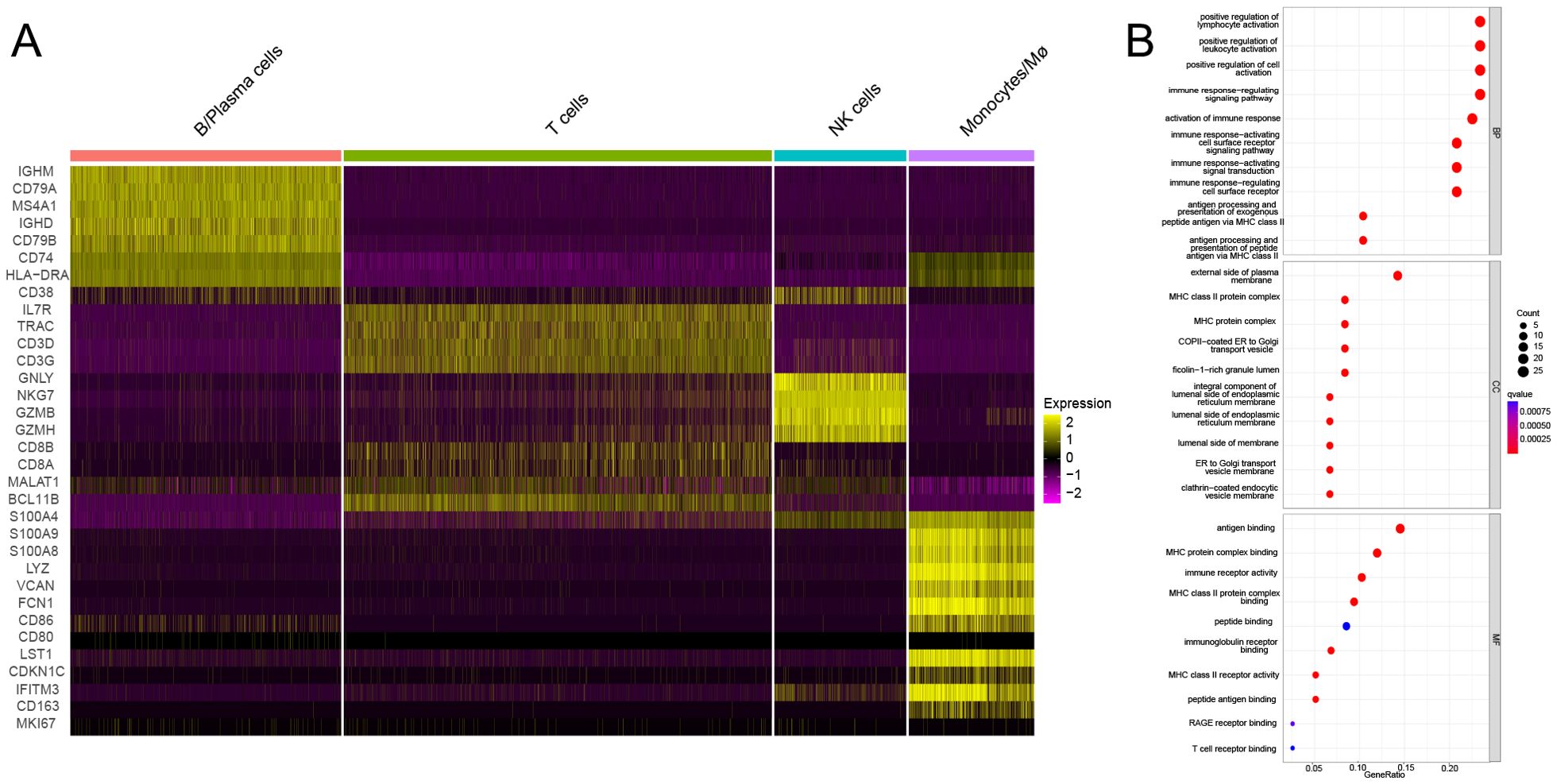 Heatmap and dot plot comparing gene expression and enrichment in immune cells. Panel A displays a heatmap with gene expression levels indicated by colors ranging from purple to yellow. Cell types are categorized as B/Plasma, T, NK, and Monocytes/Mφ. Panel B is a dot plot showing pathways and functions enriched in the gene set, with dot size and color representing count and q-value, respectively.