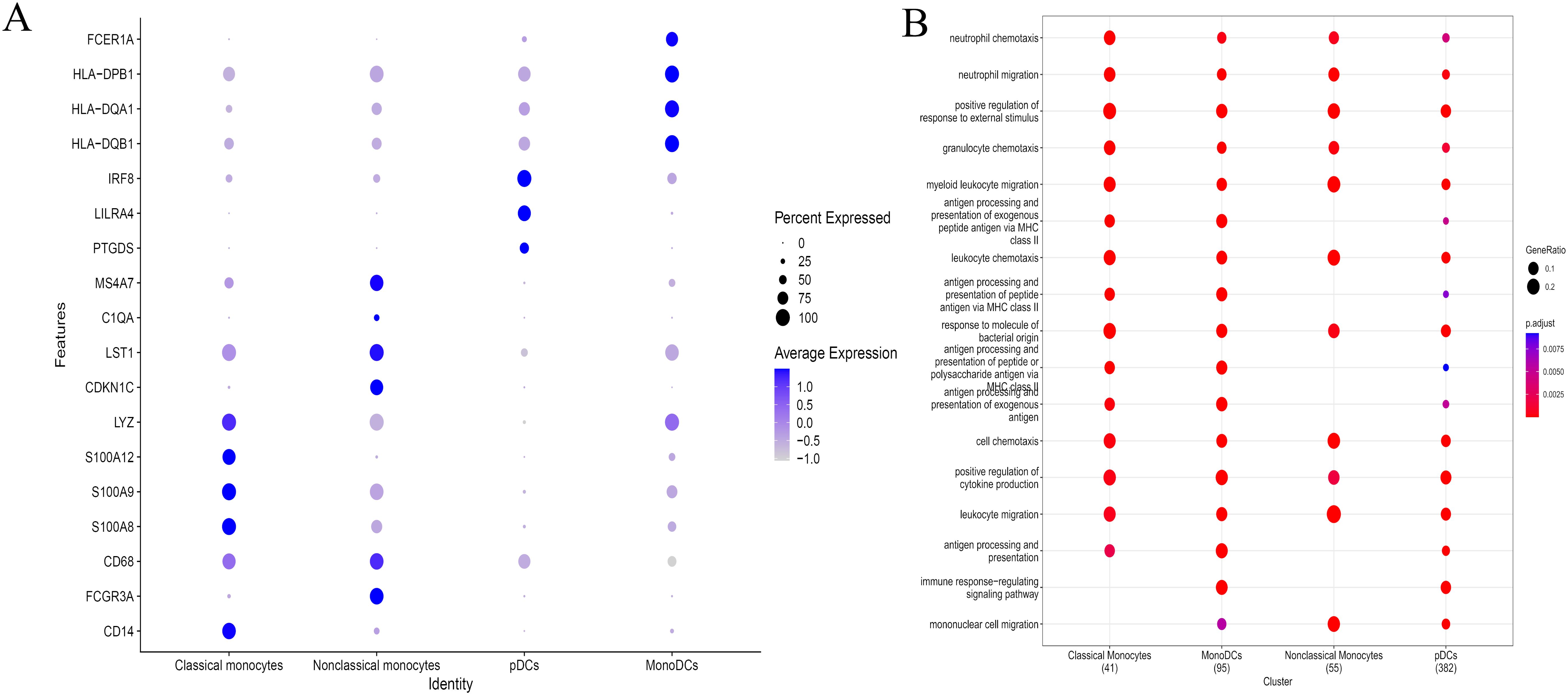Two-panel graph showing gene expression in monocytes. Panel A displays a dot plot of gene features like FCER1A and CD14 across monocyte identities, with dot size representing percent expressed and color indicating average expression intensity from blue to gray. Panel B is a bubble plot illustrating gene enrichment in different clusters such as classical monocytes with dot size reflecting gene ratio and color indicating adjusted p-values from red to blue.