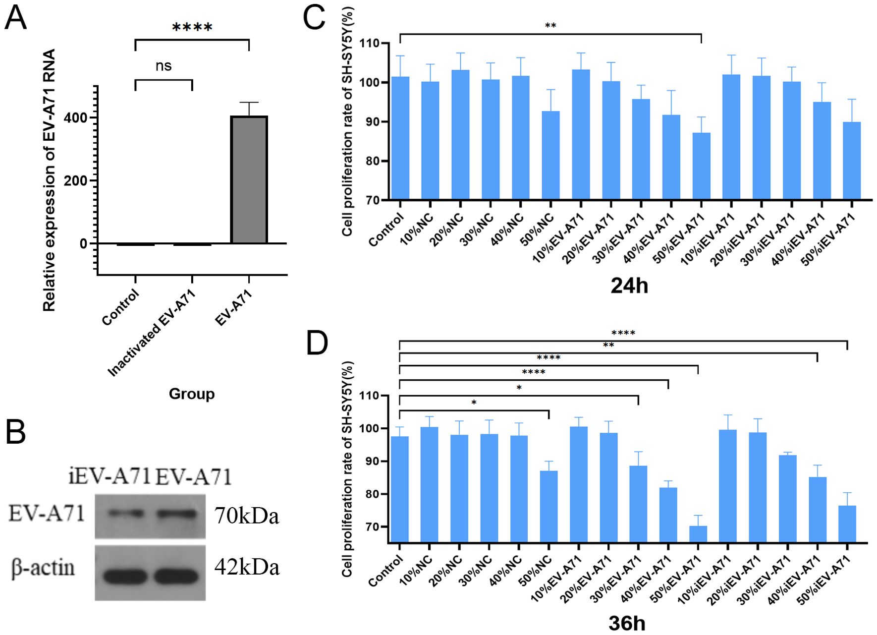 Bar charts and a Western blot analysis related to EV-A71 experiments. Chart A shows the expression of EV-A71 RNA, with the EV-A71 group having significantly higher expression compared to the control and inactivated EV-A71 groups, indicated by asterisks. Chart C presents SH-SY5Y cell proliferation rates after 24 hours across various conditions. Chart D shows similar data after 36 hours, with noted significance levels. Image B displays a Western blot for EV-A71 and β-actin, showing bands at 70 kDa and 42 kDa, respectively.