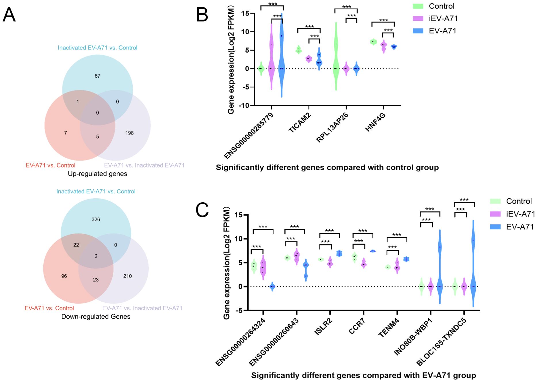 Image showing three panels: A displays two Venn diagrams of up-regulated and down-regulated genes across control, inactivated EV-A71, and EV-A71 groups. B and C present violin plots comparing gene expression (Log2 FPKM) for different genes under control, iEV-A71, and EV-A71 conditions. Significant differences are indicated with asterisks.