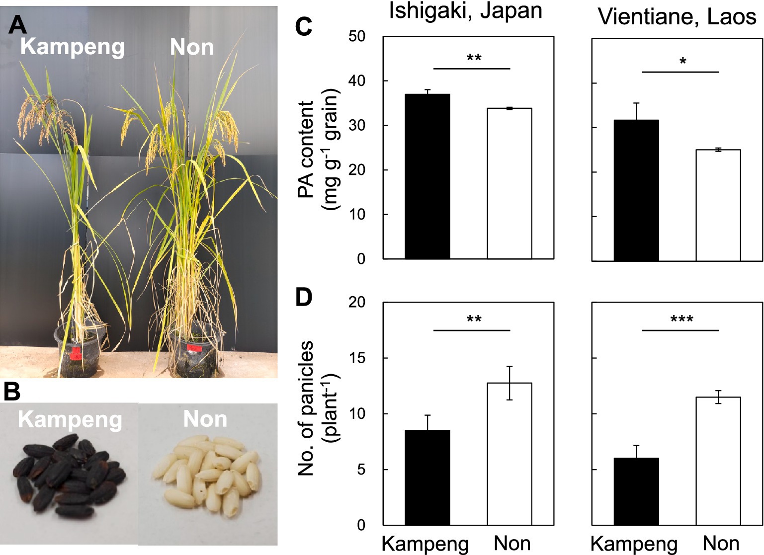 Two rice plant types, Kampeng and Non, are compared. Image A shows physical differences; Kampeng plants are shorter with a yellowish hue, while Non plants are taller and green. Image B displays dark grains for Kampeng and pale grains for Non. Charts C and D show data from Ishigaki, Japan, and Vientiane, Laos. Chart C indicates Kampeng has higher PA content in both locations. Chart D shows Kampeng has fewer panicles compared to Non in both sites, with significant statistical differences.