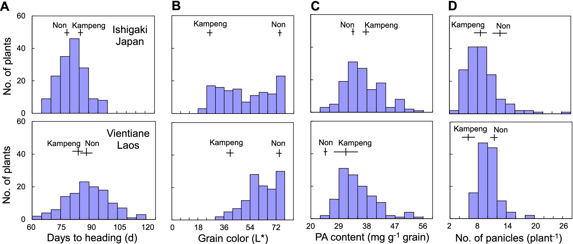 Histograms comparing two plant types, Kampeng and Non, across four traits: A) Days to heading in Ishigaki, Japan, and Vientiane, Laos; B) Grain color; C) PA content; D) Number of panicles. Each chart displays the distribution of number of plants for each trait, showing differences between the two plant types.