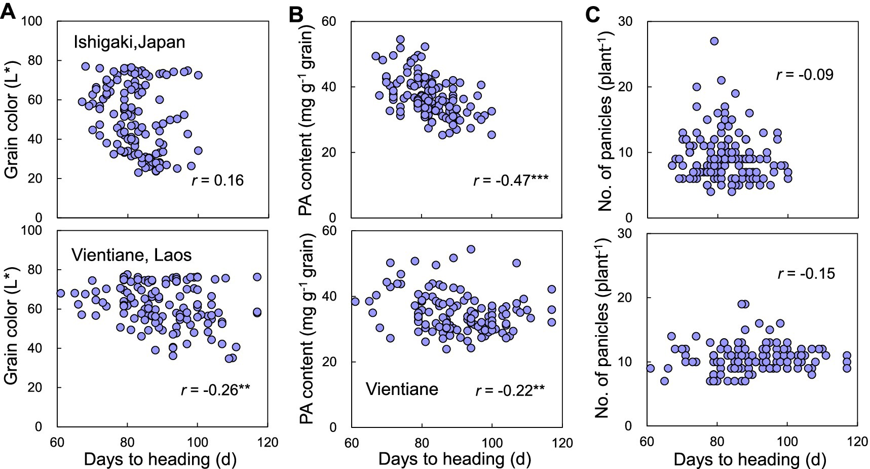 Scatter plots show different variables related to rice grain in Ishigaki, Japan, and Vientiane, Laos. Panel A compares grain color to days to heading with correlation coefficients of 0.16 and -0.26. Panel B compares PA content to days to heading with coefficients of -0.47 and -0.22. Panel C compares the number of panicles per plant to days to heading with coefficients of -0.09 and -0.15.