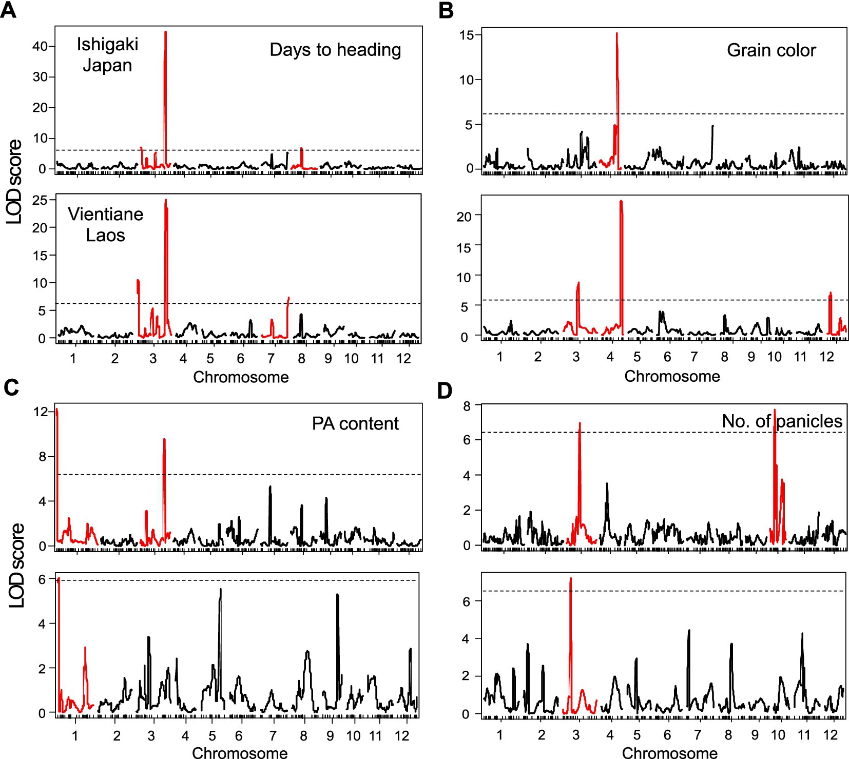 Four panels of LOD score graphs showing quantitative trait loci across chromosomes. Panel A: “Days to heading” for Ishigaki, Japan and Vientiane, Laos, with high peaks on chromosome 3. Panel B: “Grain color,” peaks on chromosome 4. Panel C: “PA content,” peaks on chromosome 1. Panel D: “Number of panicles,” peaks on chromosome 3. Each panel displays LOD scores along chromosomes one to twelve, with critical peaks highlighted in red.