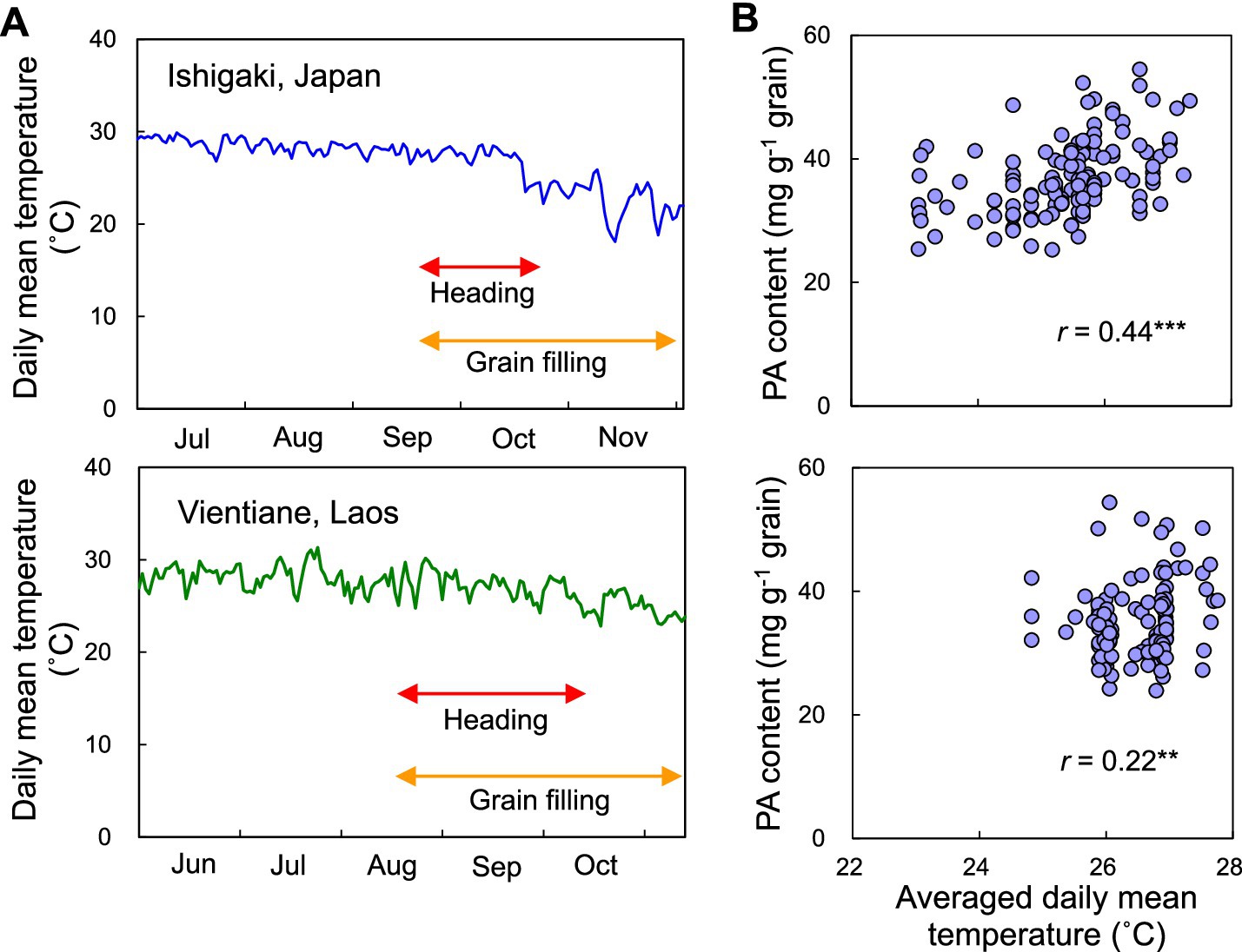 Two sets of graphs compare data from Ishigaki, Japan, and Vientiane, Laos. The left graphs display daily mean temperatures from June to November, with marked periods for heading and grain filling. Ishigaki shows a temperature decrease, while Vientiane remains stable. The right scatter plots correlate averaged daily mean temperatures with PA content in grains, showing positive correlations: Ishigaki with r = 0.44 and Vientiane with r = 0.22.