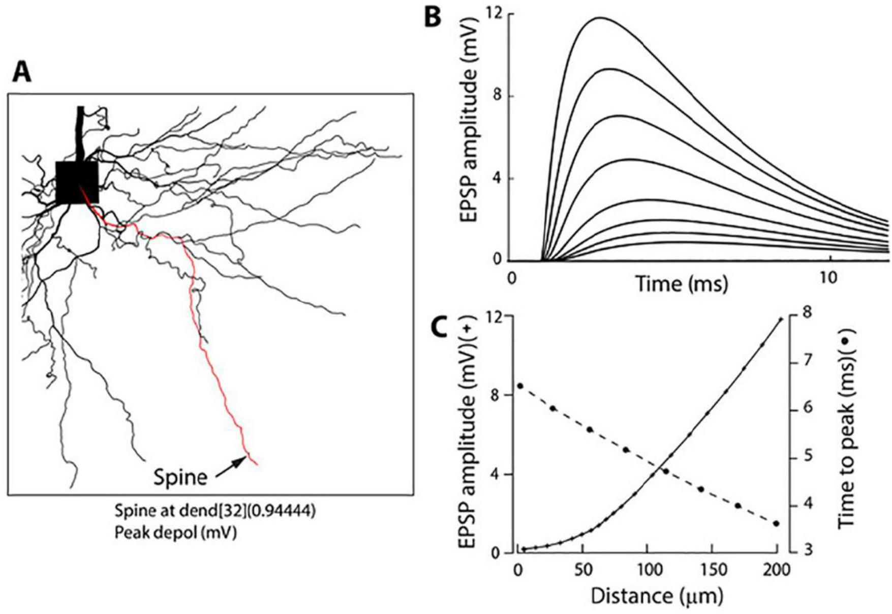 Diagram illustrating neuronal activity and EPSP responses. Panel A shows a neuron with highlighted paths, labeled “Spine.” Panel B presents a graph of EPSP amplitude in millivolts over time in milliseconds, showing multiple curves. Panel C depicts EPSP amplitude and time to peak against distance in micrometers, with lines indicating their relationship.