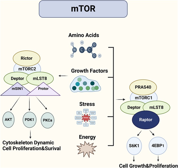 Diagram illustrating the mTOR pathway. It shows mTOR complexes mTORC1 and mTORC2. mTORC1, influenced by amino acids, growth factors, stress, and energy, consists of PRAS40, Deptor, mLST8, and Raptor, affecting S6K1 and 4EBP1 for cell growth and proliferation. mTORC2, comprising Rictor, Deptor, mLST8, mSIN1, and Protor, impacts AKT, PDK1, and PKCa, influencing cytoskeleton dynamics, cell proliferation, and survival.