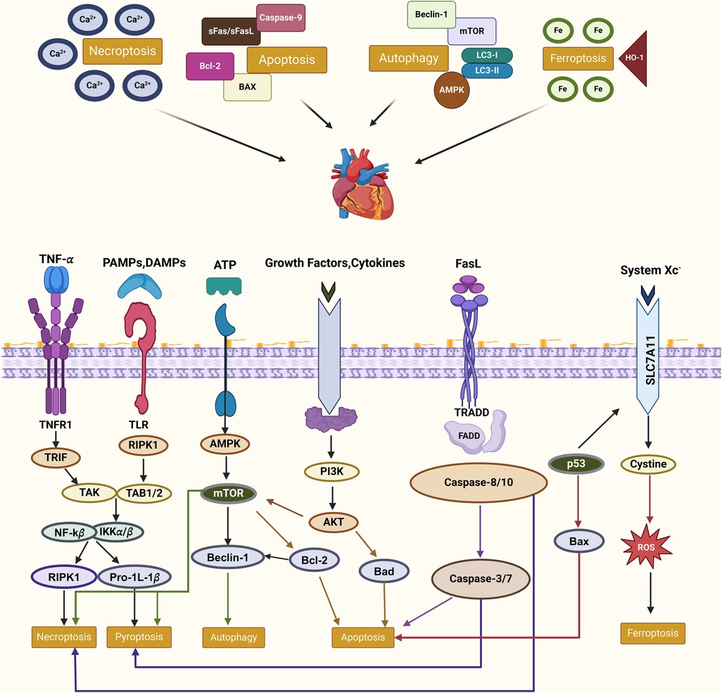 Diagram illustrating cellular pathways impacting heart functions, focusing on necroptosis, apoptosis, autophagy, and ferroptosis. Key receptors include TNFR1, TLR, and FasL, leading to specific intracellular signaling cascades. Elements such as ATP, growth factors, and oxidative stress influence these pathways, highlighting the complex interactions within cellular processes.