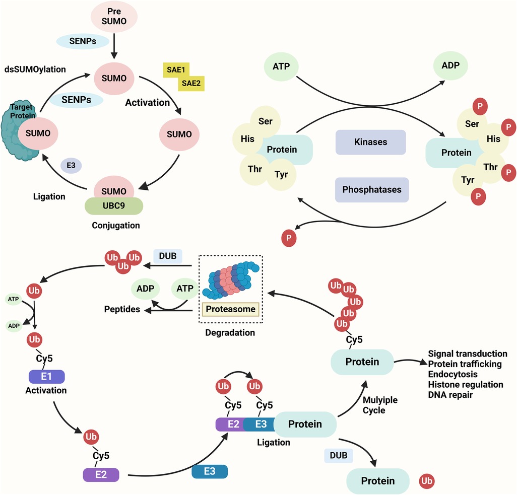 Illustration of protein modification pathways including SUMOylation and ubiquitination. The SUMOylation pathway involves Pre-SUMO activation, conjugation with UBC9, and ligation to target proteins. The ubiquitination pathway, involving E1, E2, and E3 enzymes, shows protein ligation followed by degradation via the proteasome into peptides. Kinases and phosphatases regulate protein phosphorylation. Each process involves energy molecules ATP and ADP. Processes include signal transduction, protein trafficking, endocytosis, histone regulation, and DNA repair.