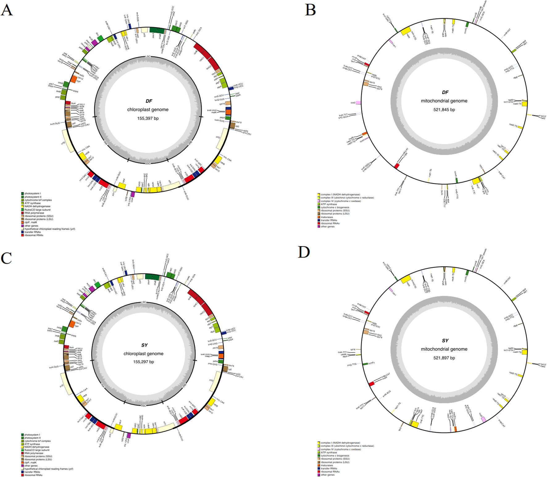 Circular diagrams of chloroplast and mitochondrial genomes are shown. Diagram A illustrates the chloroplast genome of DF comprising 155,397 base pairs, while B shows its mitochondrial genome with 521,845 base pairs. C depicts the chloroplast genome of SY with 155,287 base pairs, and D represents its mitochondrial genome of 521,897 base pairs. Each diagram includes annotations with color-coded legends indicating gene functions.