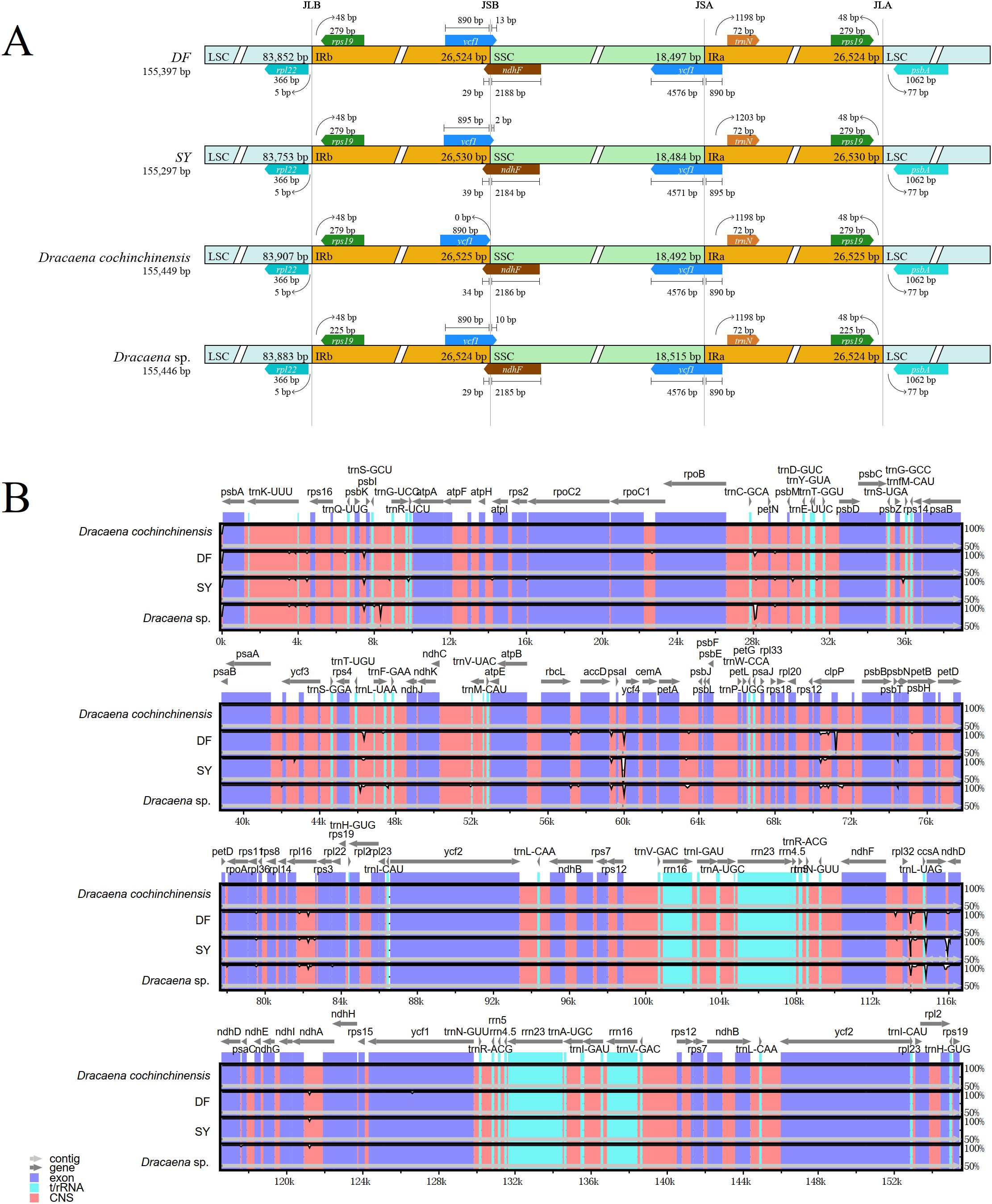 Diagram A shows a comparison of chloroplast genomes for four Dracaena samples, labeled DF, SY, Dracaena cochinchinensis, and Dracaena sp. Structural regions LSC, SSC, and IRb are highlighted, with different colors indicating gene positions and segment lengths. Diagram B features a homologous recombination analysis depicting gene sequences for the same species, with varying regions of sequence similarity shown in different colors. Legends indicate features like genes, exons, and other sequence elements.