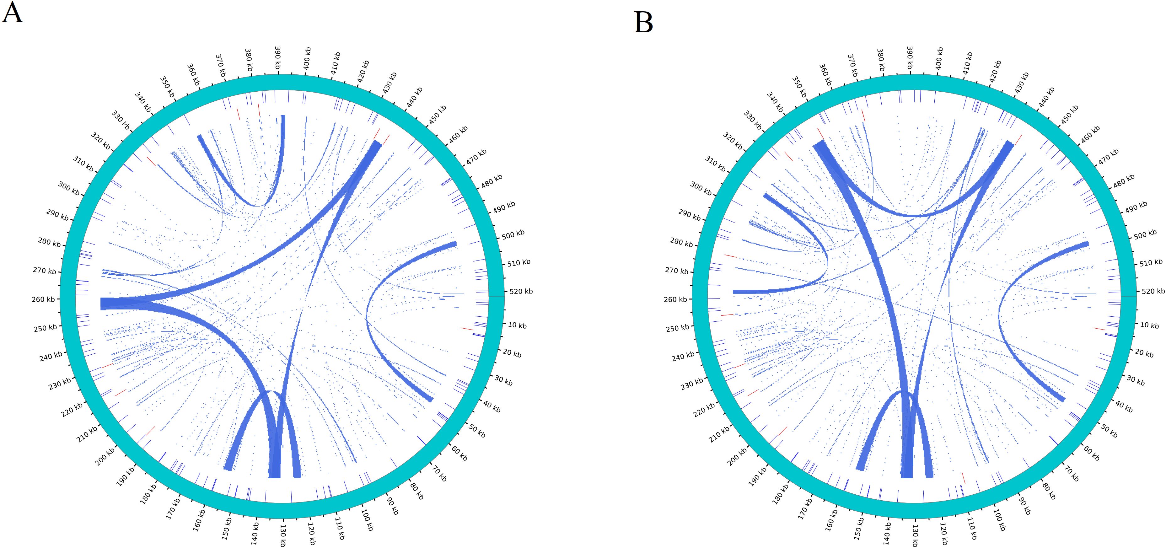 Two circular diagrams labeled A and B display Distribution of repetitive sequences. The outermost circle represents the mitochondrial genome; the inner circle is SSR (Blue), tandem repeat (red), and dispersed repeat (turquoise).