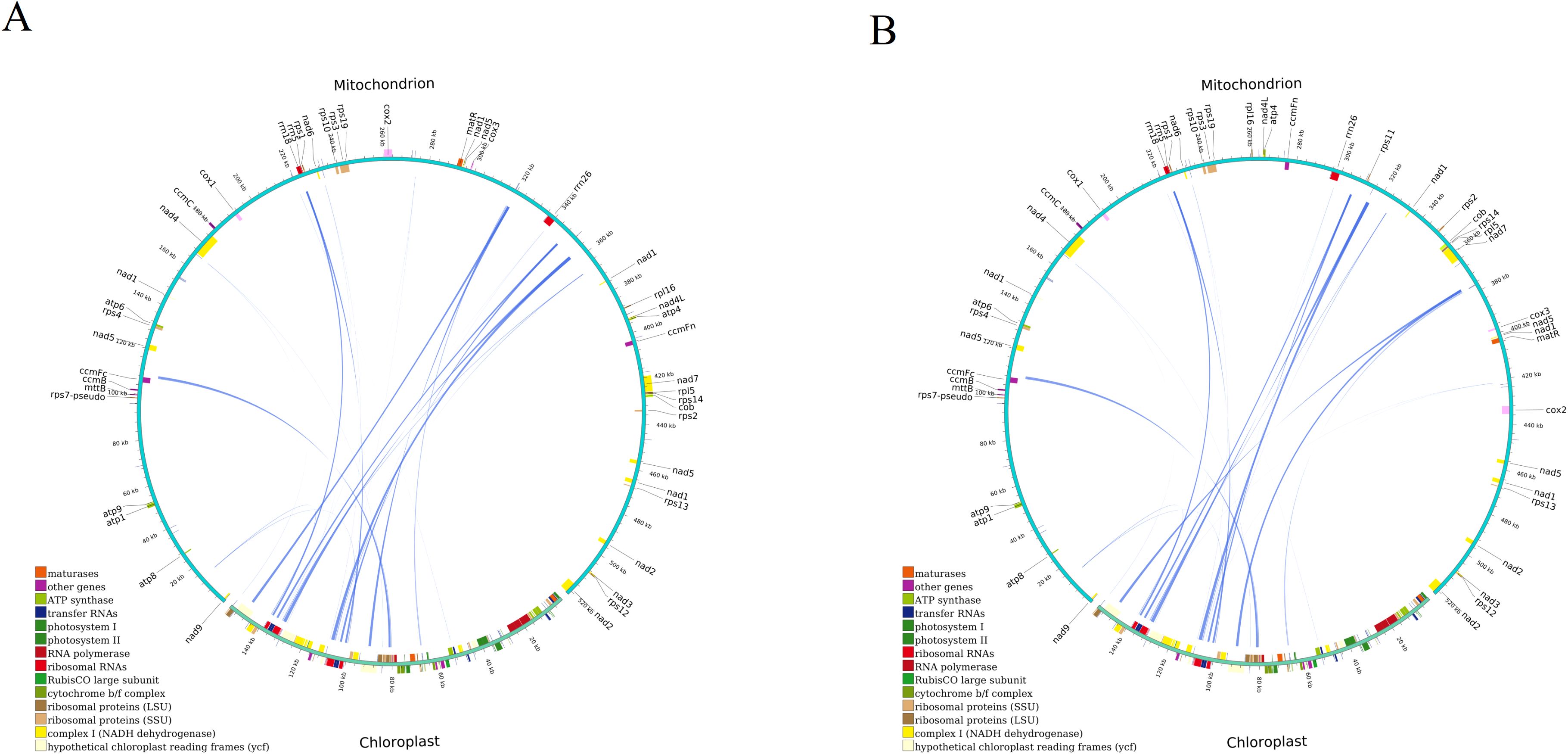 Circular graphs labeled A and B depict the genetic mapping between mitochondrion and chloroplast genomes. Various genes are marked around the circle with color-coded segments representing different gene types like ATP synthase and ribosomal proteins. Blue lines connect related genes, illustrating genetic transfer or similarity.