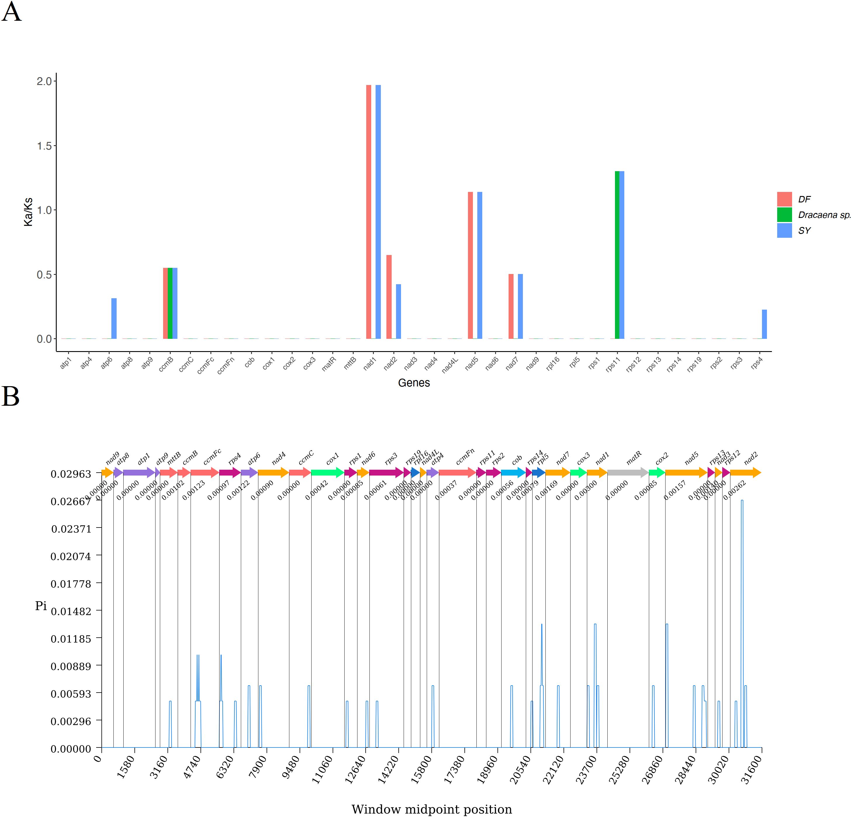 Panel A displays a bar chart comparing Ka/Ks ratios for various genes. Panel B illustrates gene distribution along a chromosome with midpoint positions marked, highlighting nucleotide diversity(Pi) levels with peaks corresponding to specific genes.