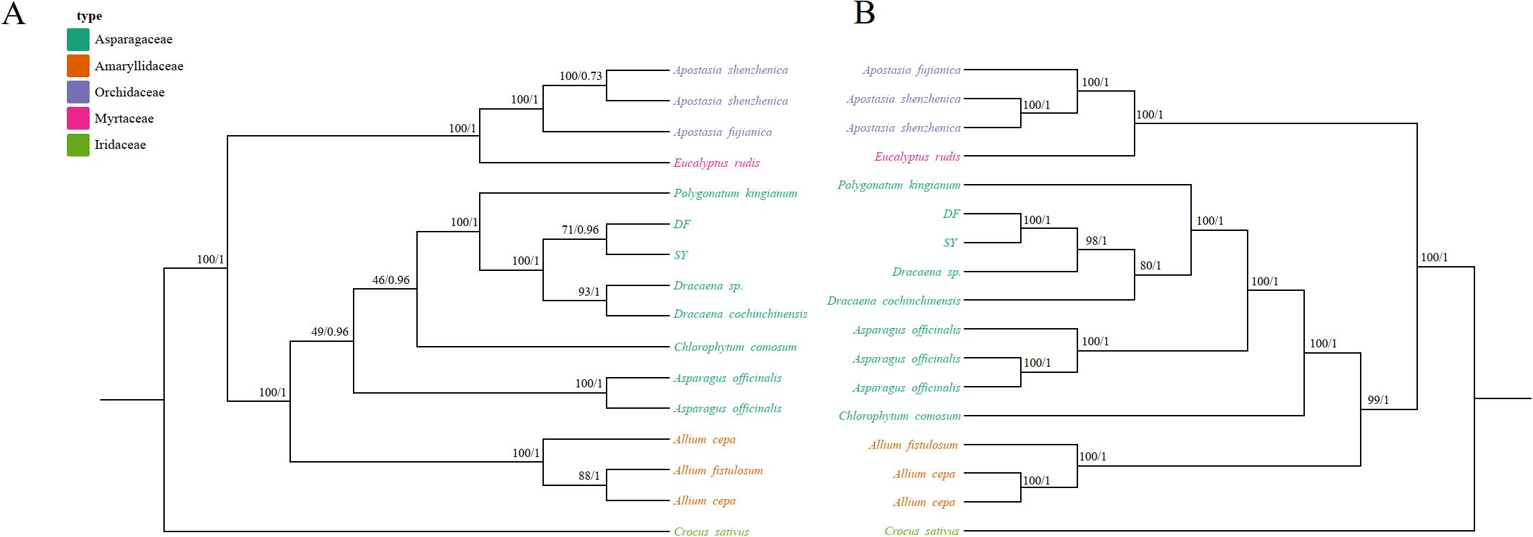 Molecular phylogenetic analysis using sequences from both mitochondrial and chloroplast ge-nomes. (A) A phylogenetic tree was generated using conserved protein sequences and analyzed with Maximum Likelihood (ML) and Bayesian Inference (BI) methods. The reliability of the tree was evaluated with bootstrap scores from 1000 replicates, with ML bootstrap support values and BI posterior probabilities indicated at the corresponding nodes. (B) The tree was constructed us-ing conserved protein sequences from the chloroplast genomes of the same species, applying the same methods as those used for the mitochondrial genome-based tree.color-coded by family: Asparagaceae (teal), Amaryllidaceae (orange), Orchidaceae(purple), Myrtaceae (pink), and lridaceae (green).