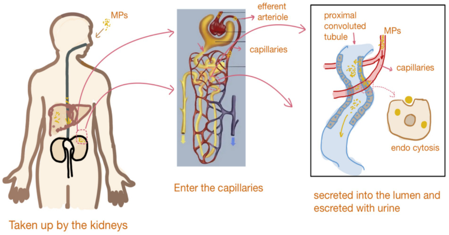 Diagram illustrating microplastics (MPs) entering the human body, being taken up by the kidneys, passing through efferent arterioles and capillaries in the kidney nephrons, and entering the proximal convoluted tubule. MPs are then secreted into the lumen and excreted with urine.