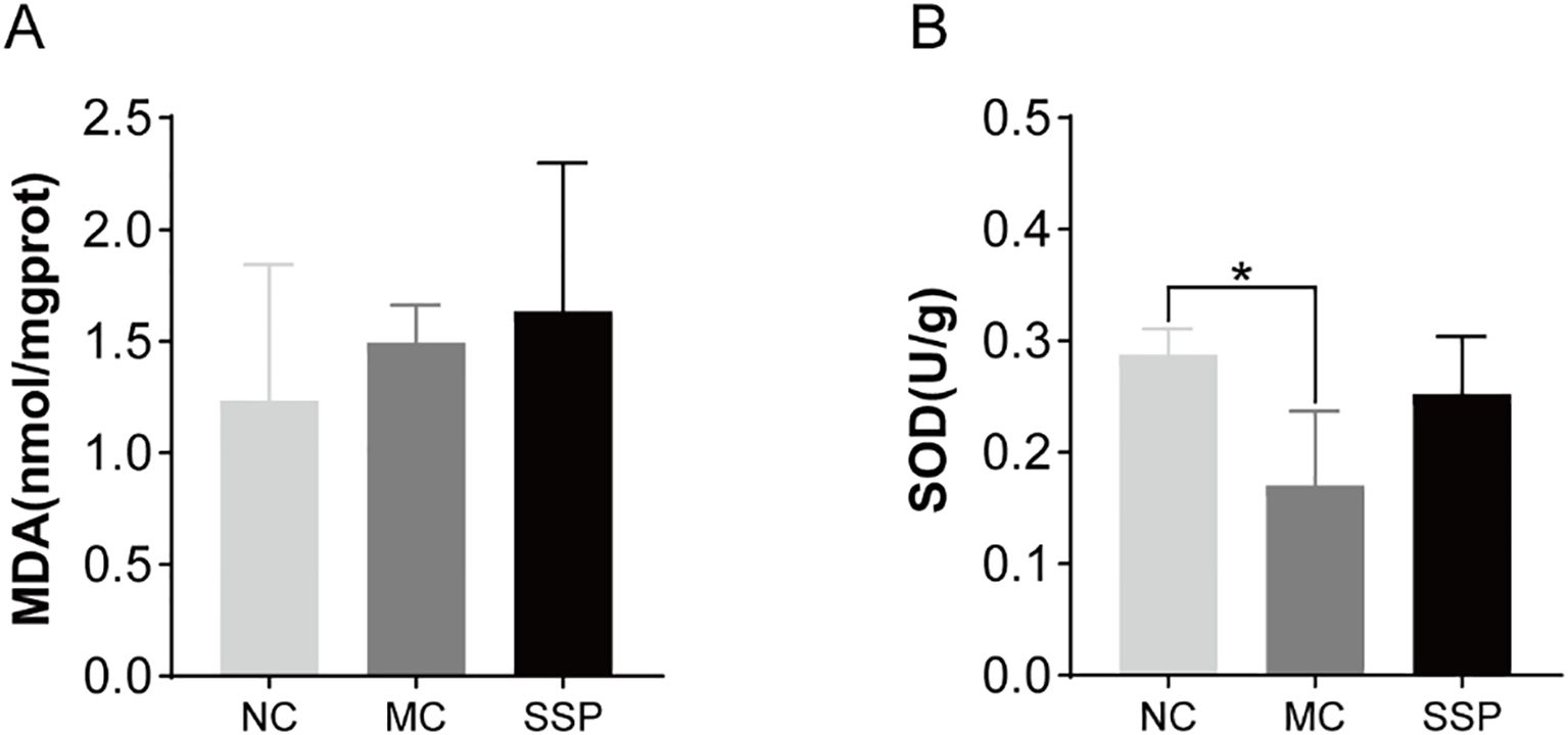 Bar graphs comparing MDA and SOD levels. Graph A shows MDA levels in nmol/mg protein for NC, MC, and SSP groups, with values around 1.5. Graph B depicts SOD activity in U/g for the same groups, highlighting a significant decrease from NC to MC, with SSP at a similar level to NC. An asterisk indicates statistical significance.