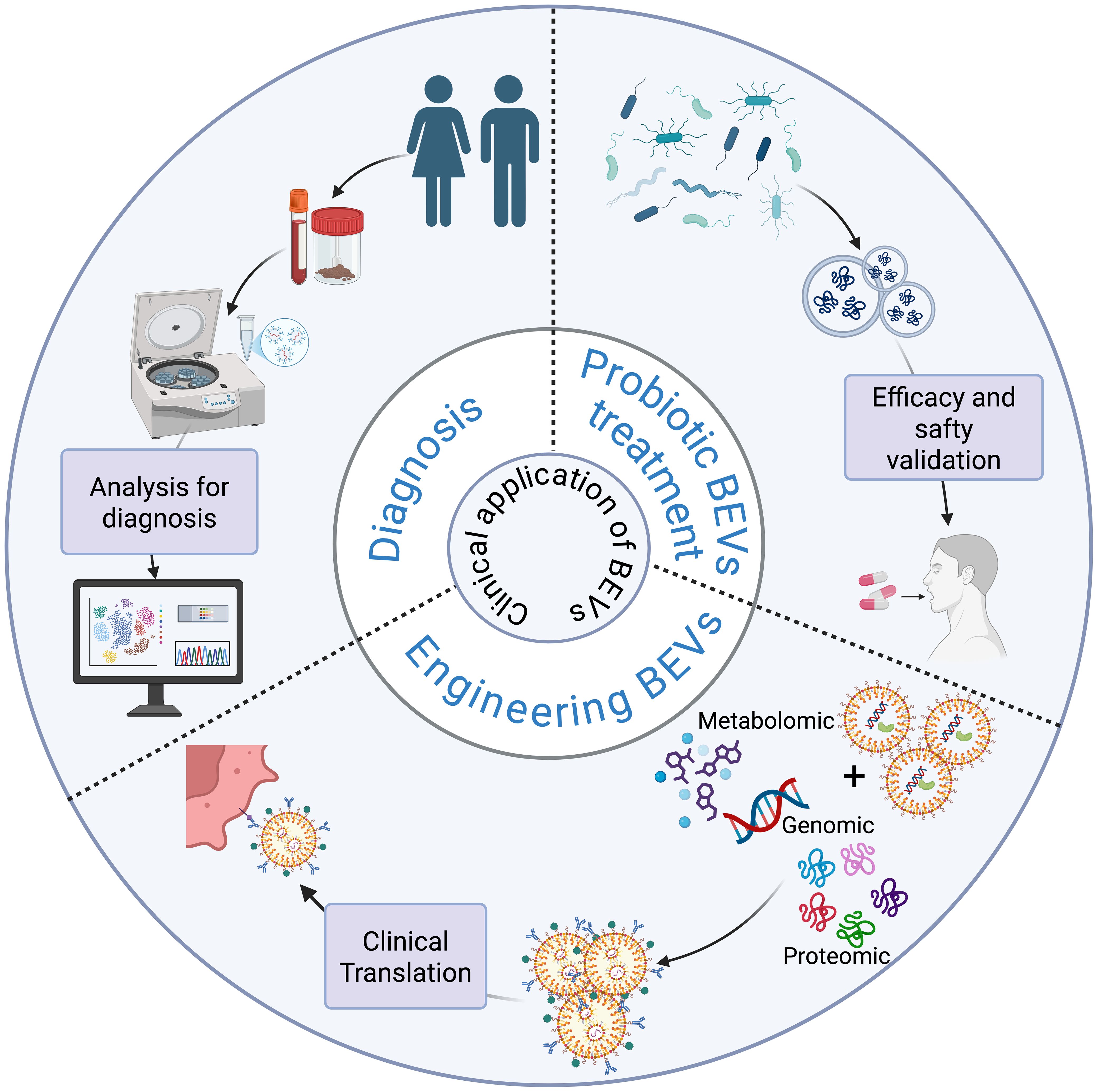 Diagram illustrating the clinical application of bacterial extracellular vesicles (BEVs) including diagnosis, probiotic treatment, and engineering. It shows steps like analysis for diagnosis using samples, efficacy and safety validation with drug delivery, and clinical translation involving metabolic, genomic, and proteomic aspects. Central image focuses on application pathways.