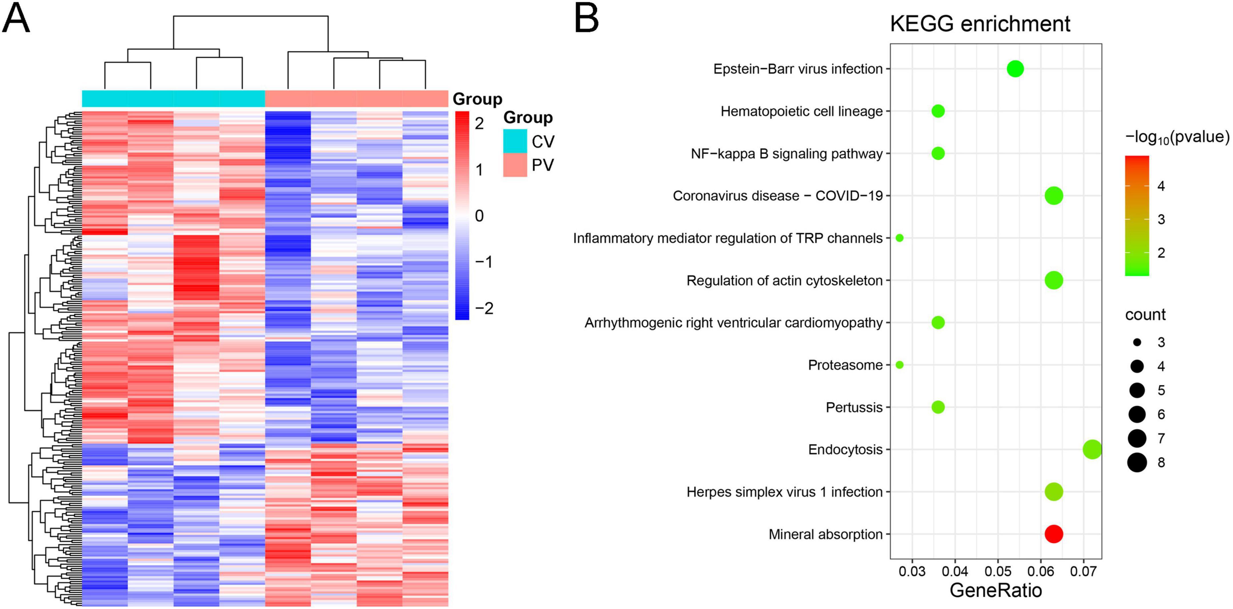 Panel A shows a heatmap with hierarchical clustering of gene expression data, displaying variation between two groups, CV and PV, in red and blue. Panel B depicts a KEGG enrichment dot plot highlighting various biological processes, with dot size representing gene count and color indicating statistical significance, from red to green.