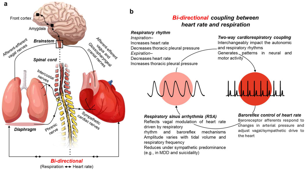 Diagram illustrating the bidirectional coupling between heart rate and respiration. Part a shows the interaction between the brain, spinal cord, heart, and lungs through various nerves, including vagal, intercostal, and phrenic nerves. Part b describes the respiratory rhythm's influence on heart rate, highlighting respiratory sinus arrhythmia and baroreflex control. The text details how inspiration and expiration affect heart rate and thoracic pressure, and explains how cardiorespiratory coupling and baroreceptor response impact autonomic rhythms.