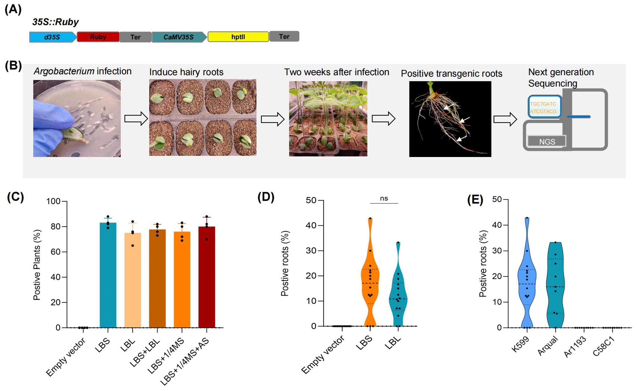 (A) Diagram of gene construct for 35S::Ruby with components labeled. (B) Process steps of *Agrobacterium* infection to next-generation sequencing, including images of infected plant samples and transgenic roots. (C) Bar chart showing percentage of positive plants for different treatments, with error bars. (D) Violin plot comparing percentage of positive roots for empty vector, LBS, and LBL, indicating no significant difference. (E) Violin plot showing percentage of positive roots for strains K599, Aquarel, AR1193, and C58C1.
